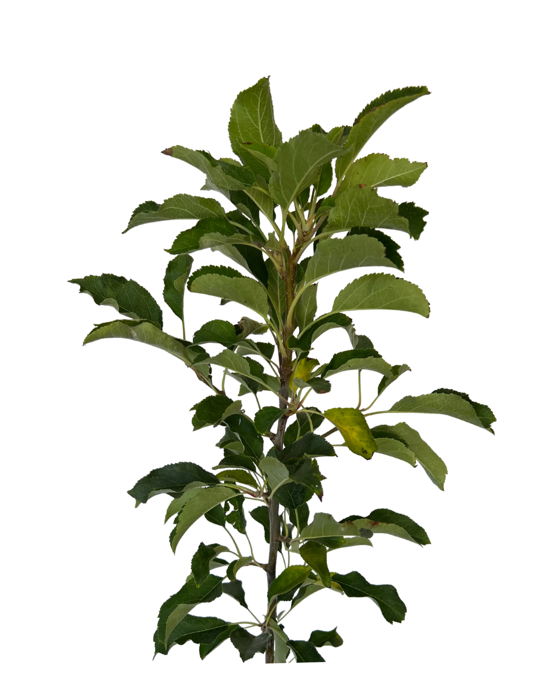 Apple - Pinkabelle Dwarf - Image 3