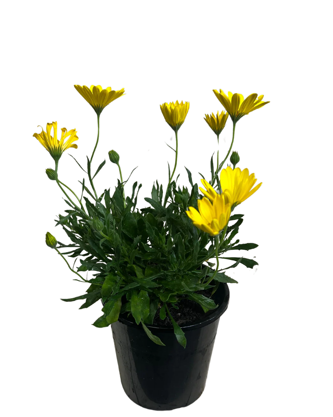 African Daisy - Osteospermum Voltage Yellow