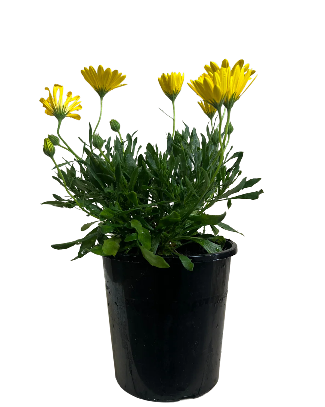 African Daisy - Osteospermum Voltage Yellow - Image 2