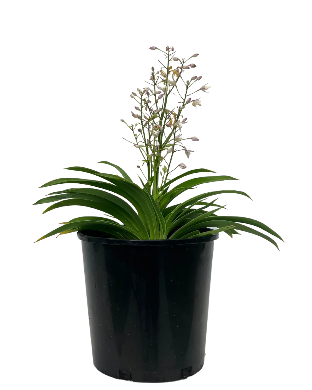 Arthropodium Pink Stars