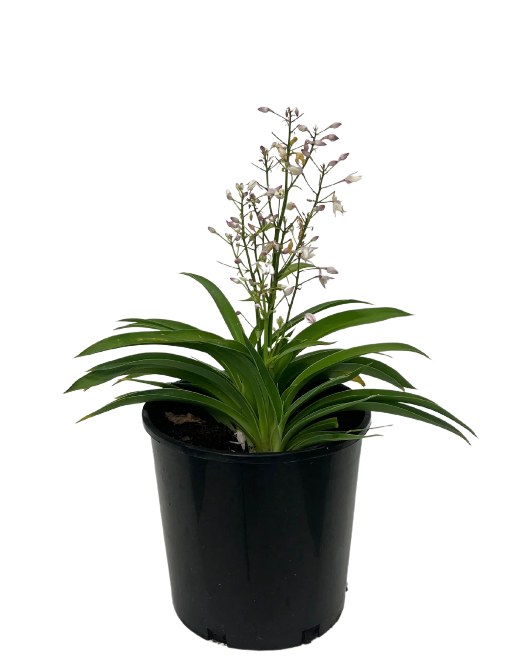 Arthropodium Pink Stars - Image 2