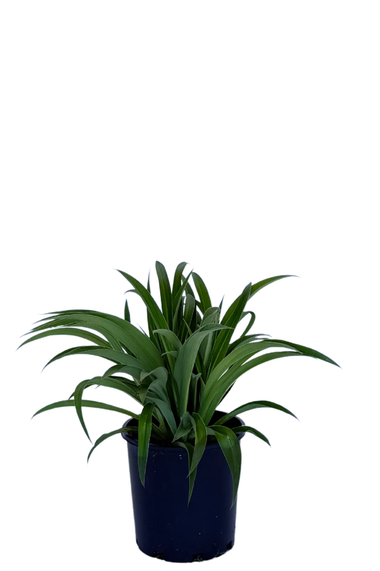 Arthropodium Tepuna