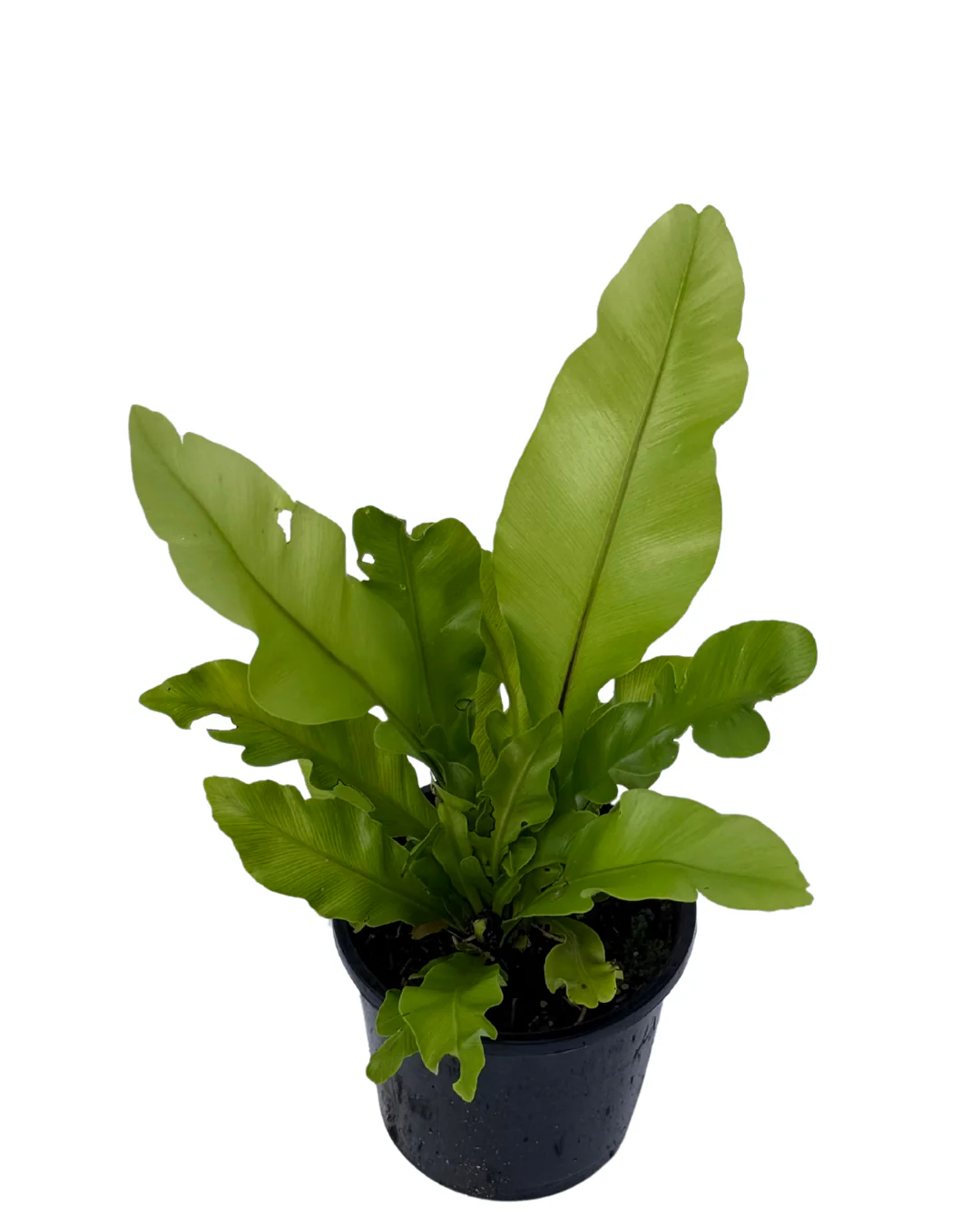 Asplenium Nidus - Image 2