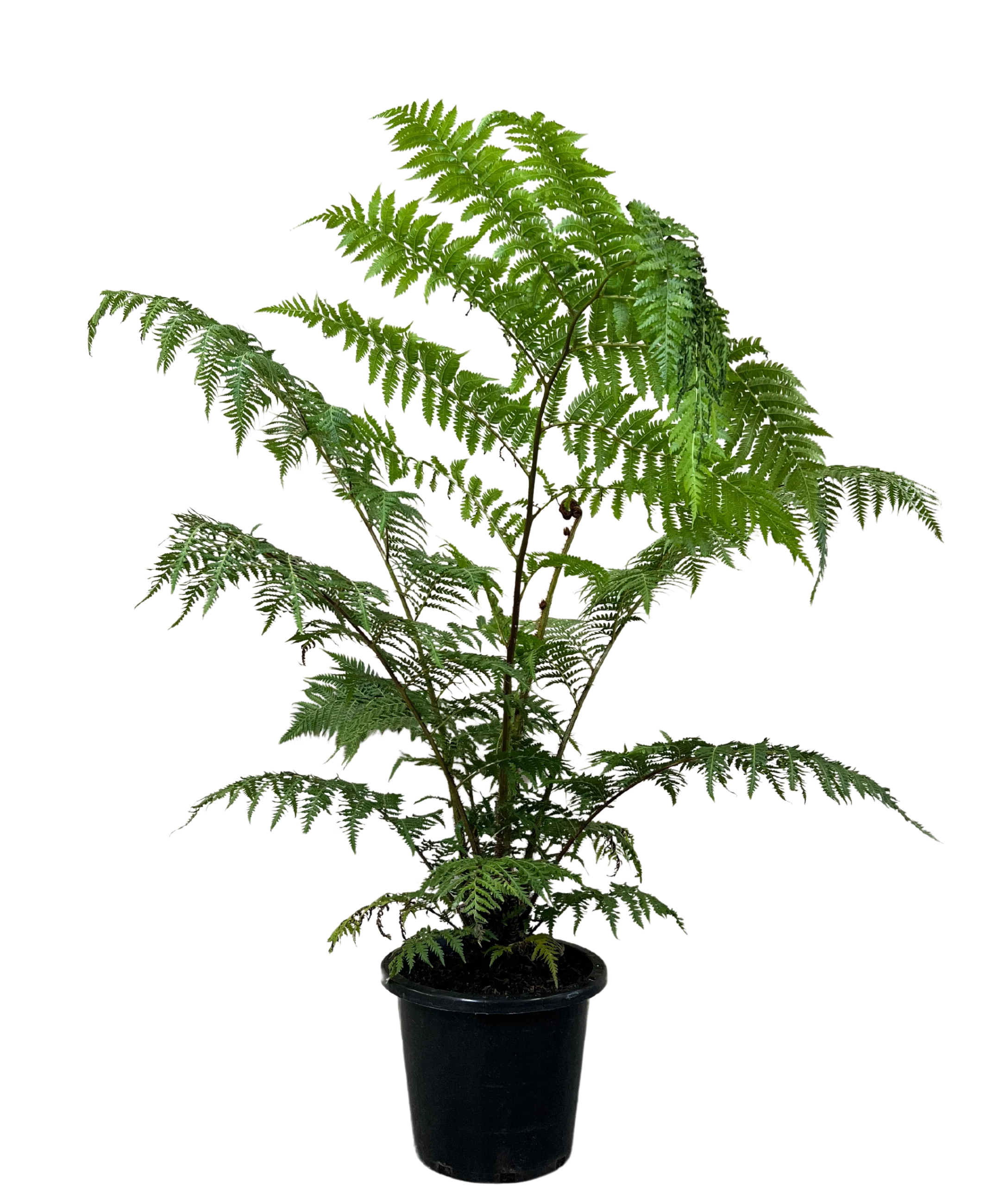 Australian Tree Fern - Cyathea Cooperii