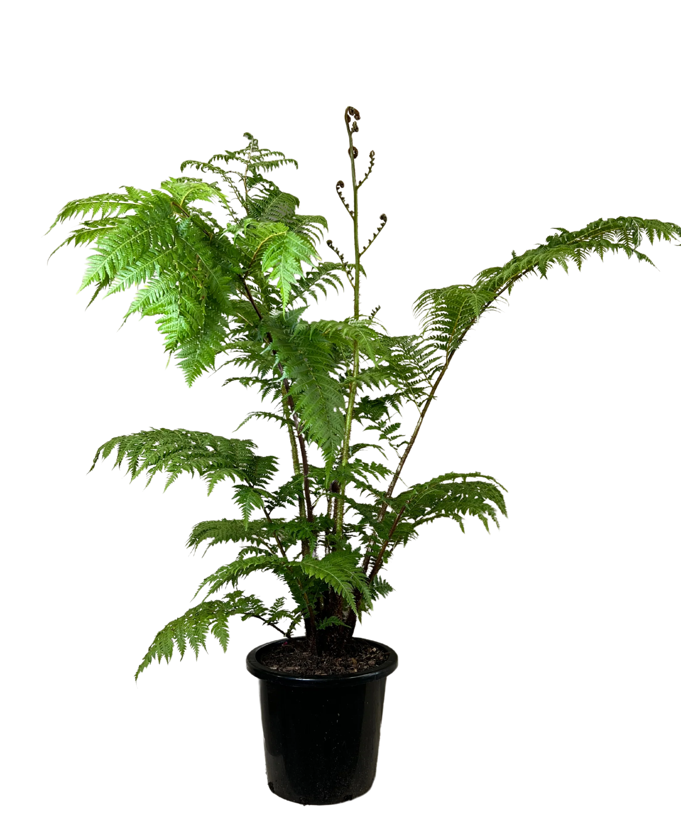 Australian Tree Fern - Cyathea Cooperii - Image 2