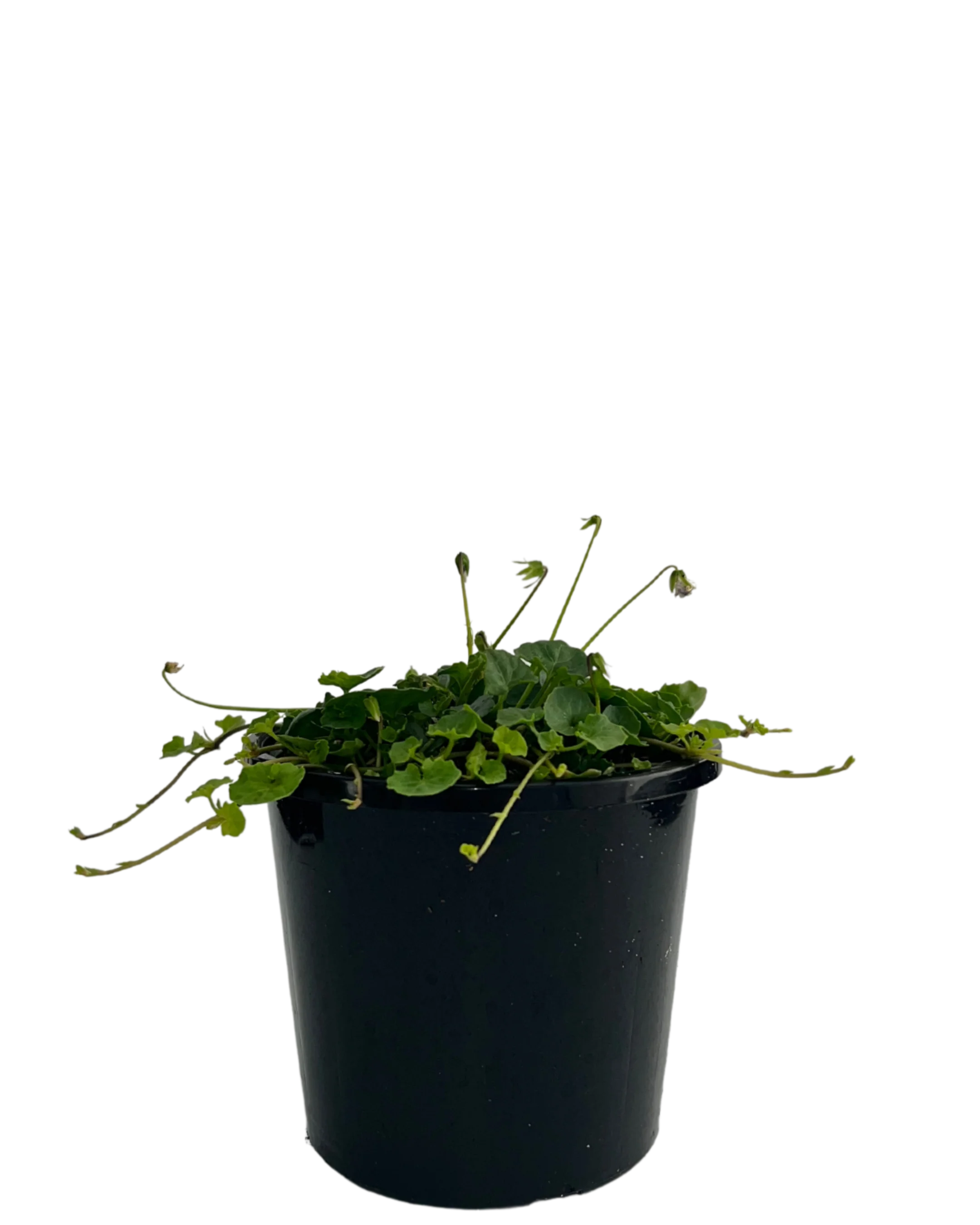 Australian Violet - Viola Hederacea