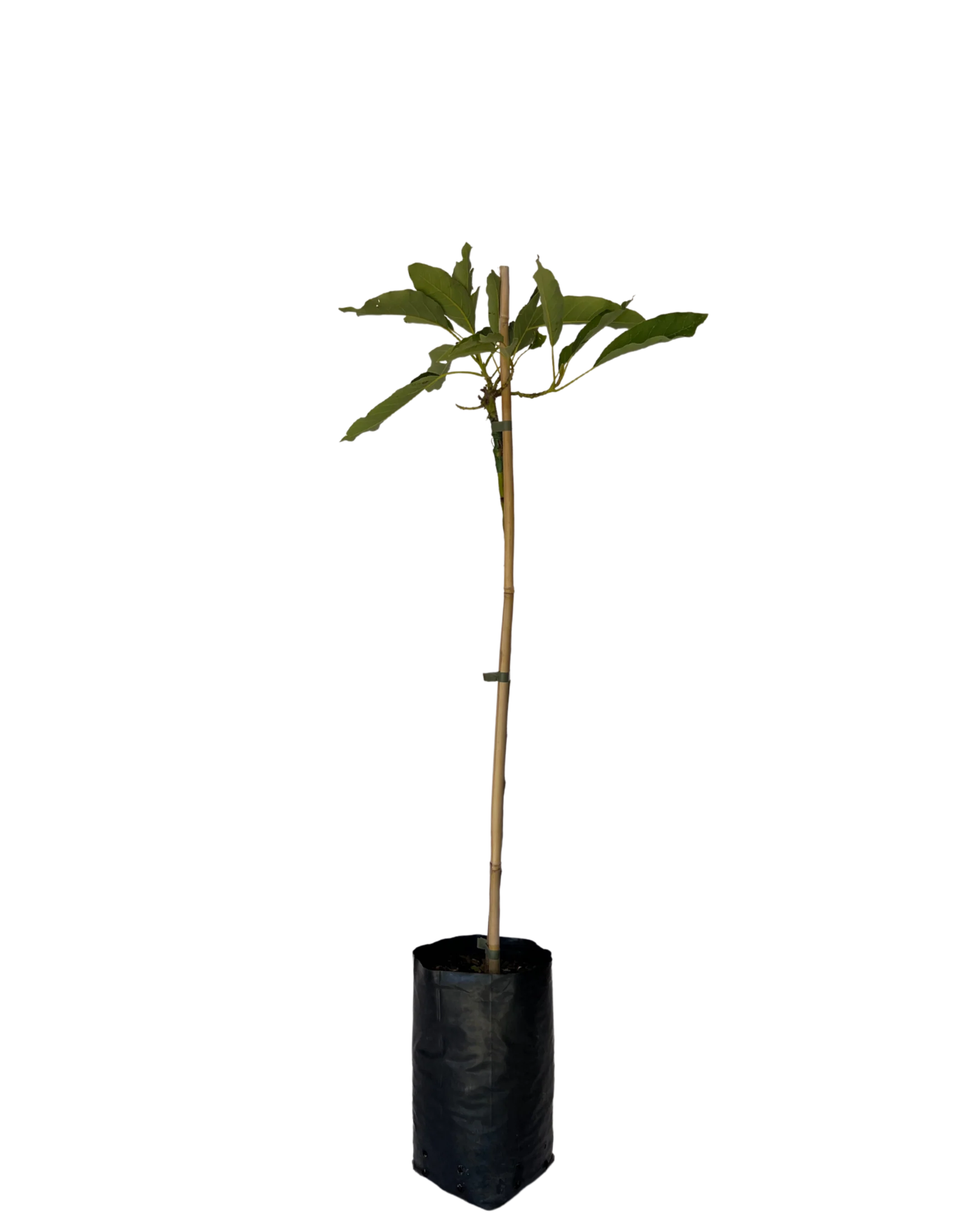 Avocado Dwarf