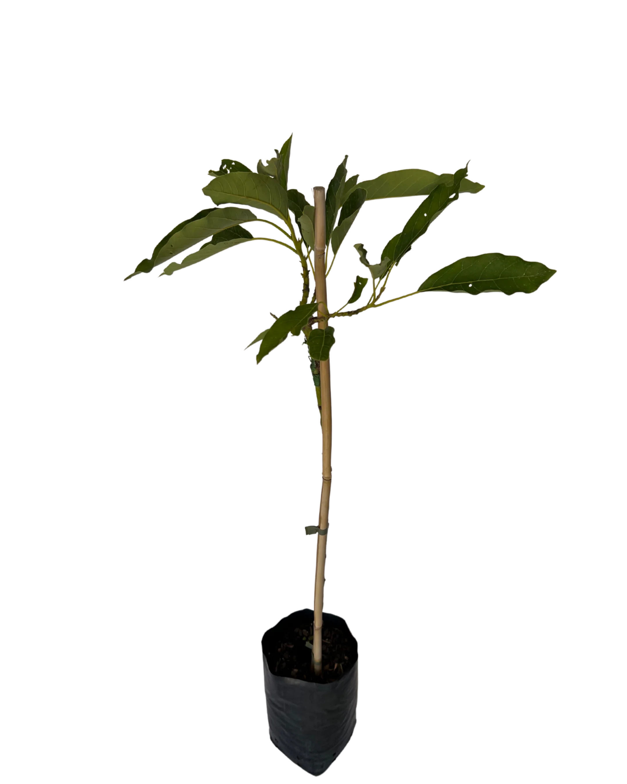 Avocado Dwarf - Image 2