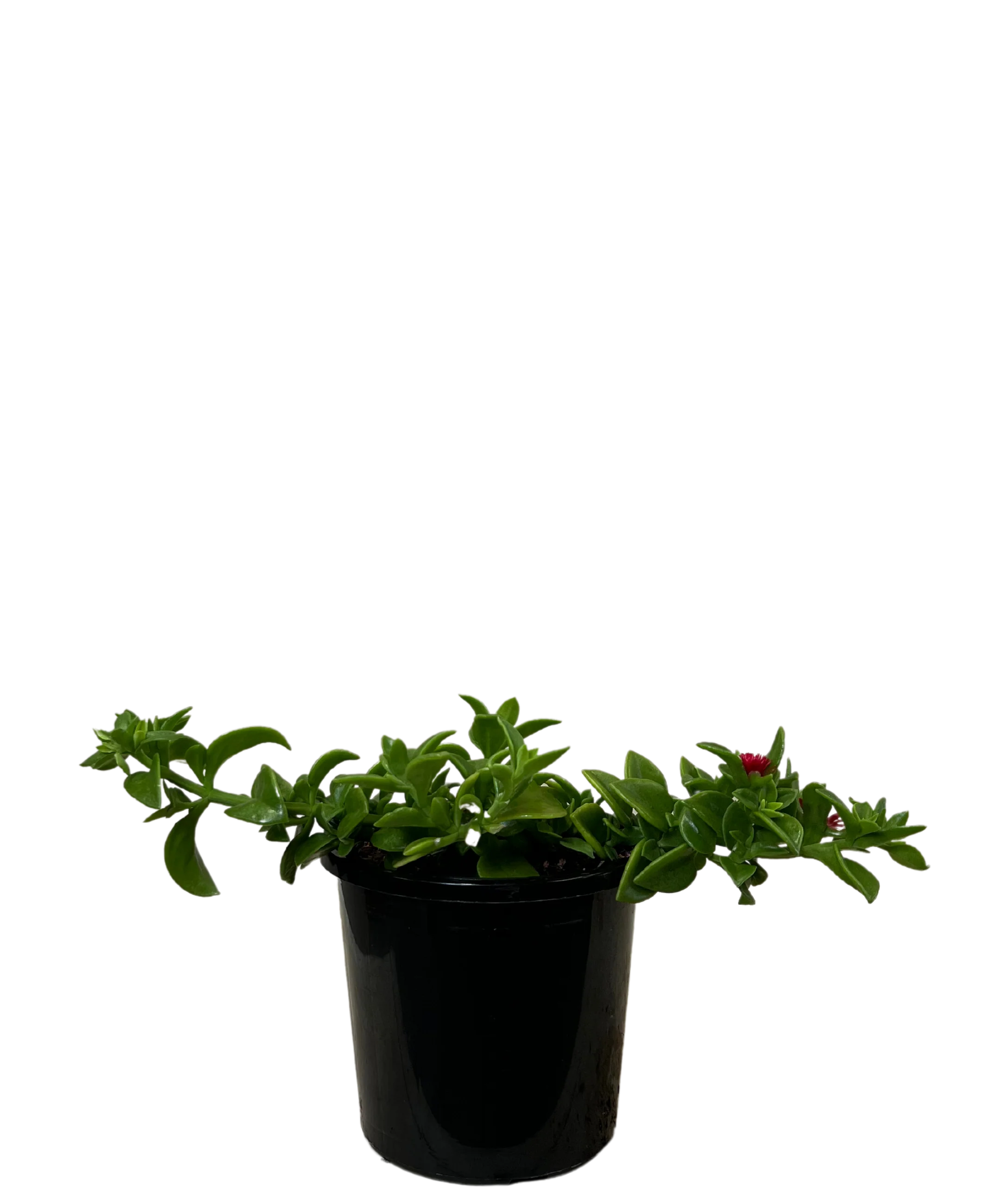 Baby Sunrose - Aptenia Cordifolia