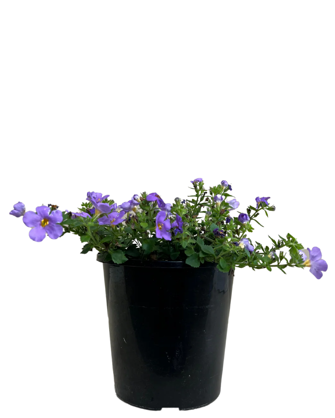 Bacopa Blue