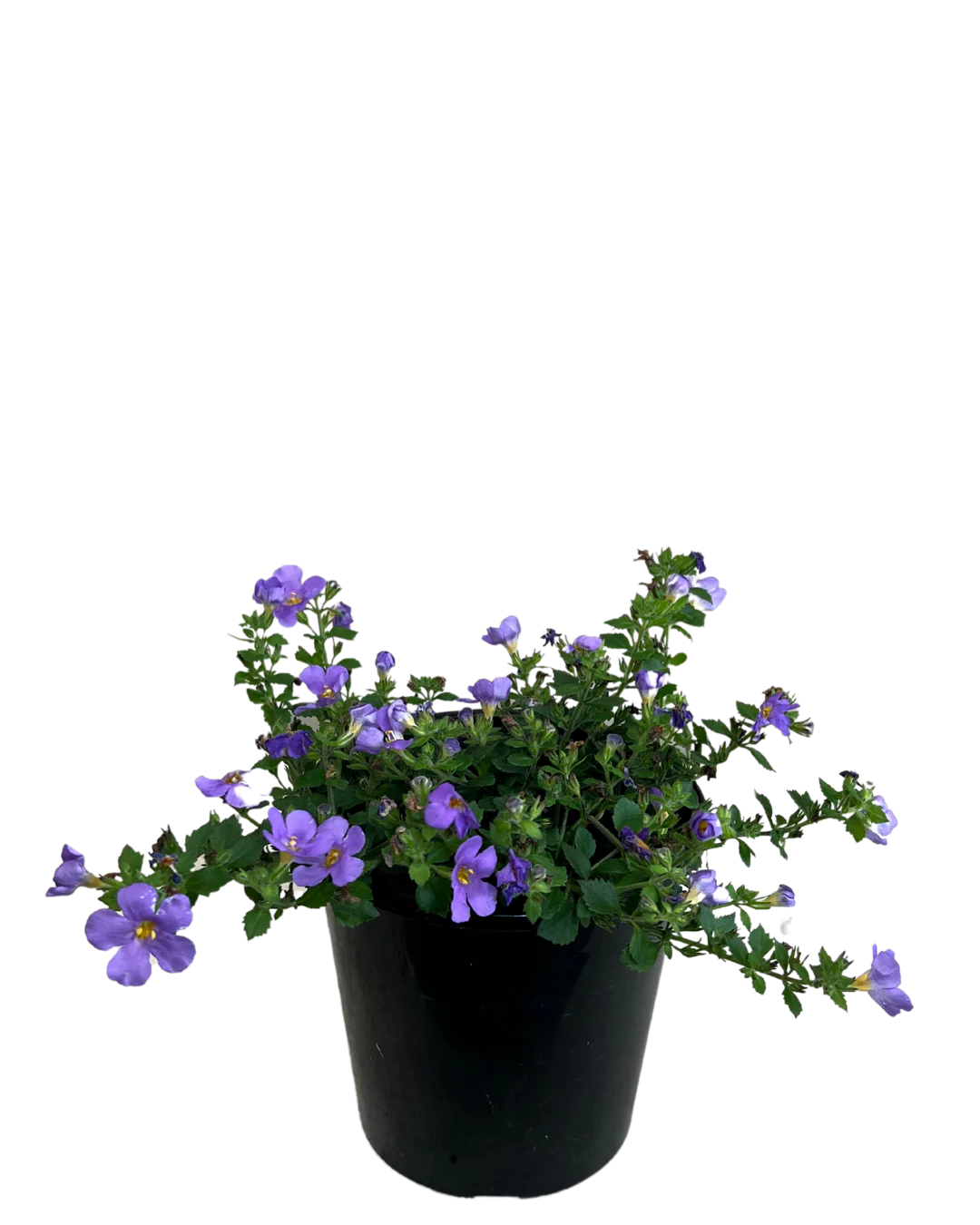 Bacopa Blue - Image 2