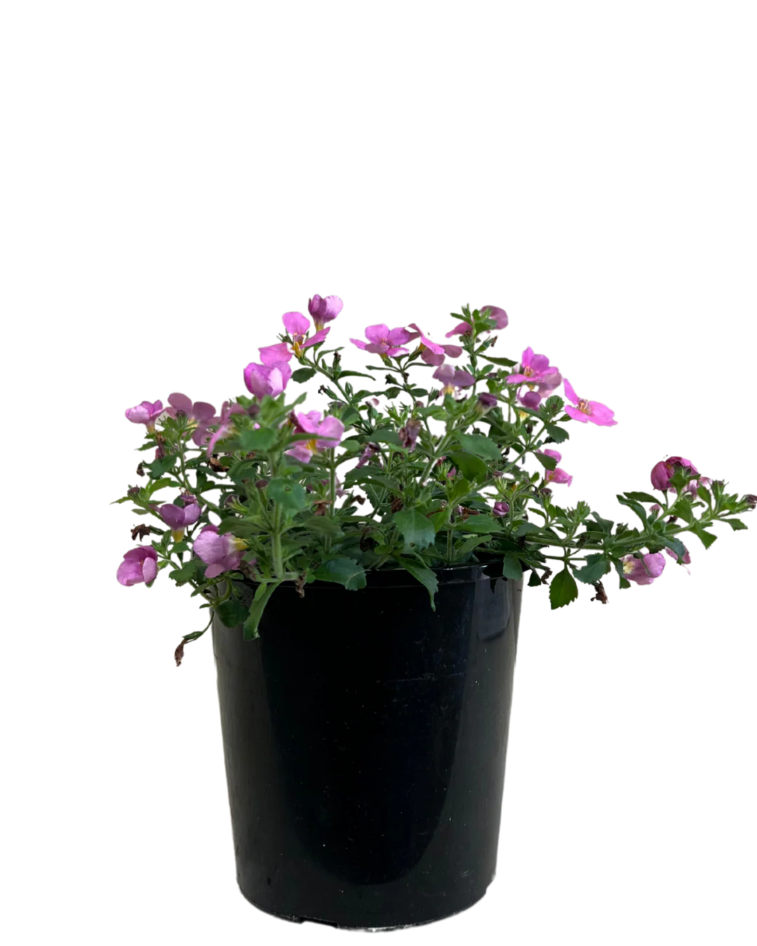 Bacopa Pink
