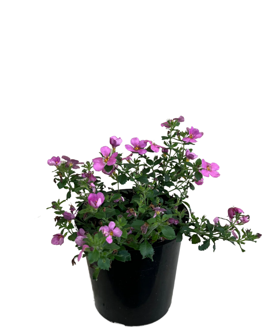 Bacopa Pink - Image 2