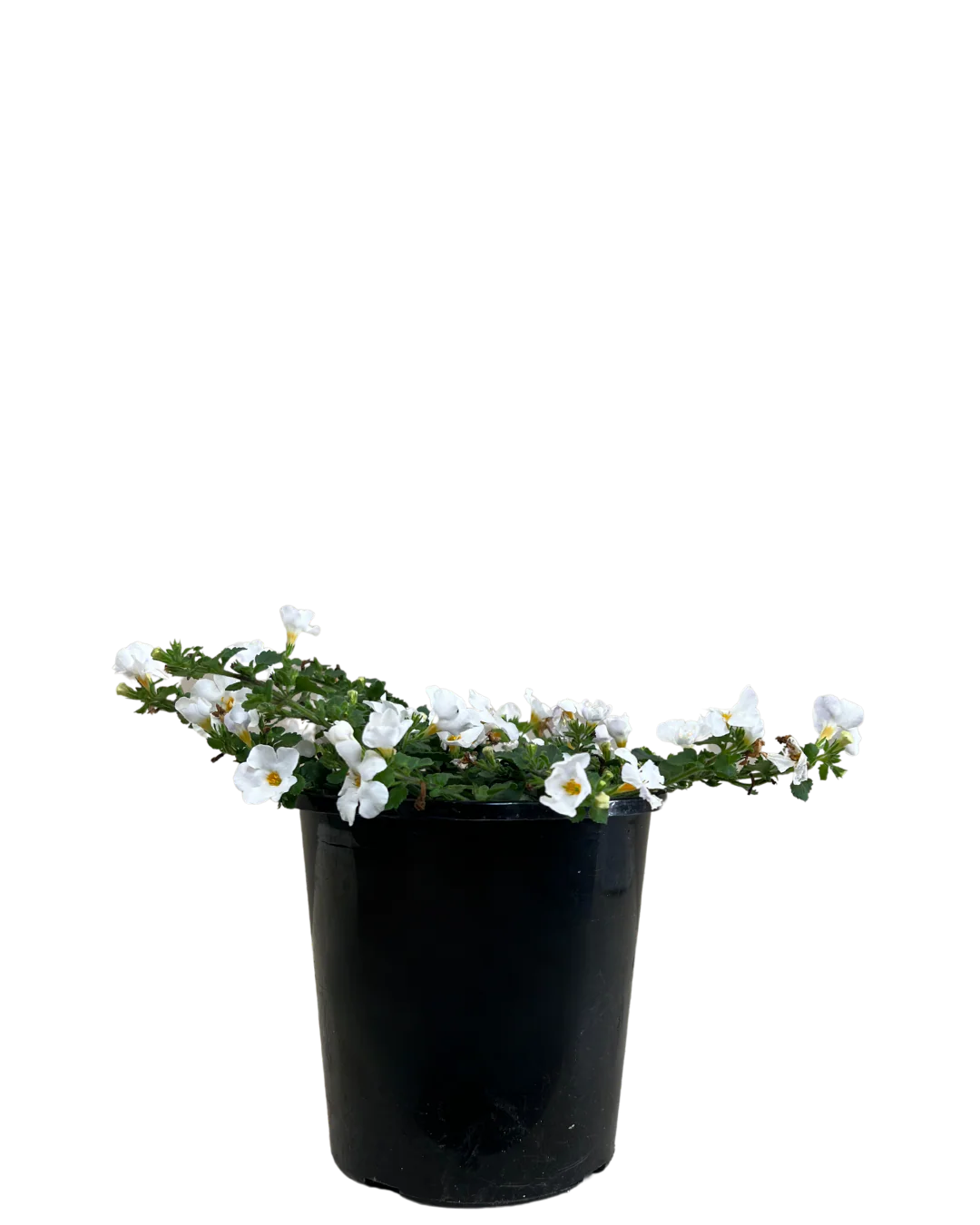 Bacopa White