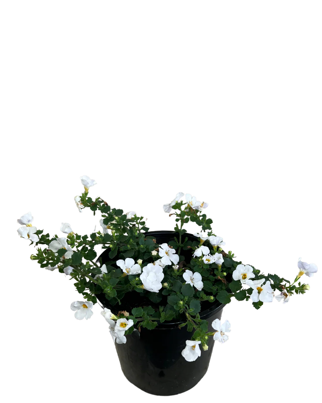 Bacopa White - Image 2