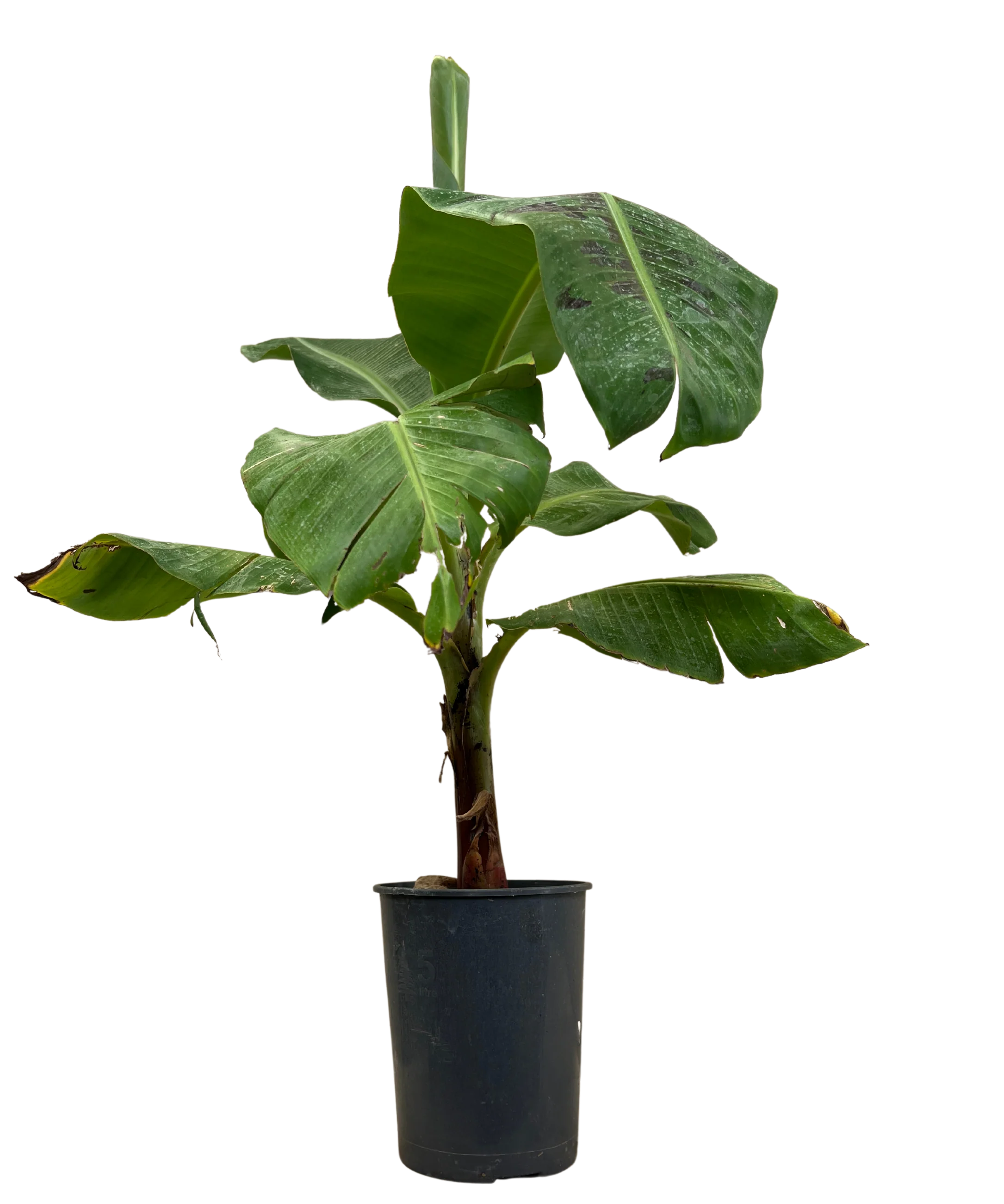 Banana - Musa William Cavendish