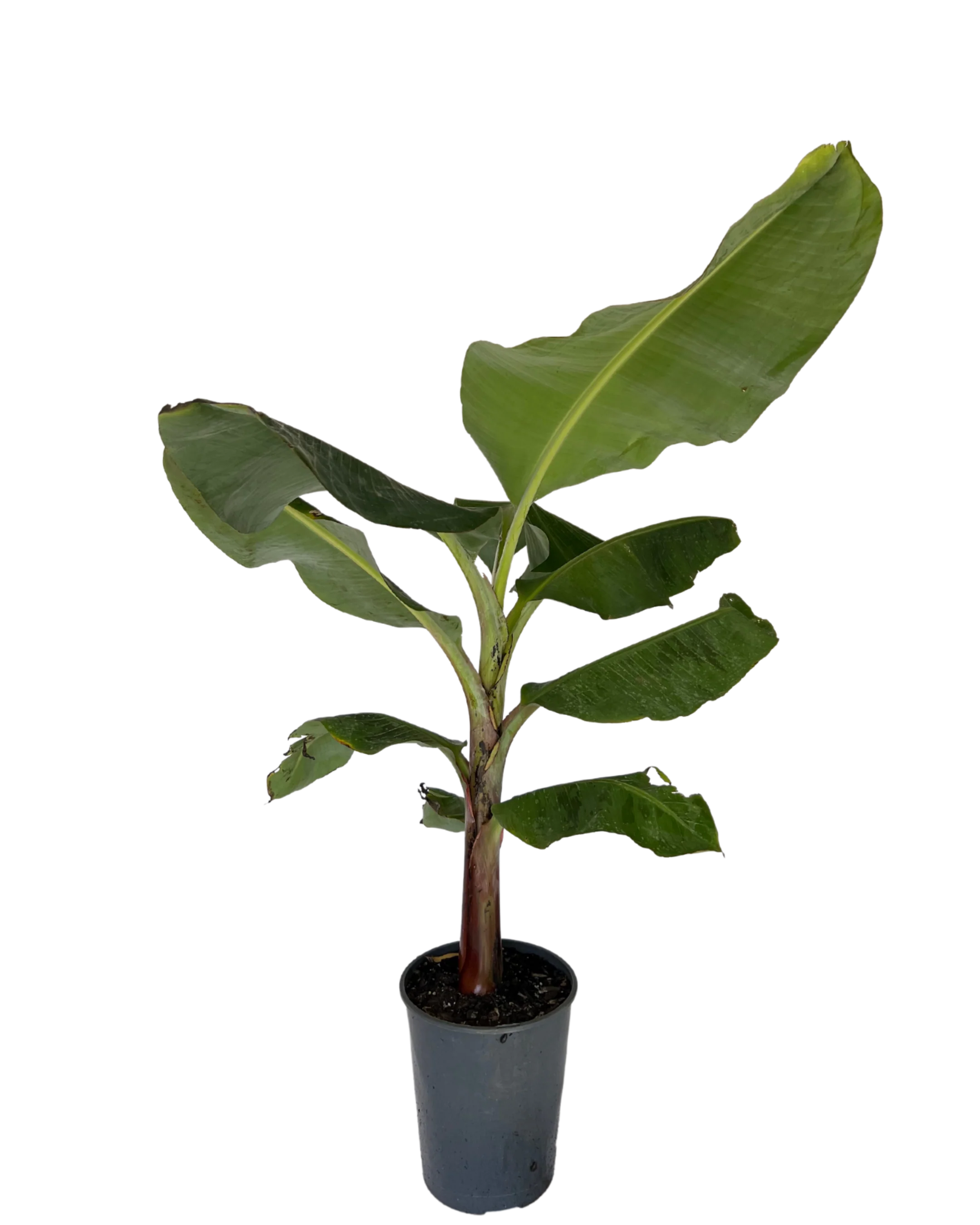 Banana - Musa William Cavendish - Image 2