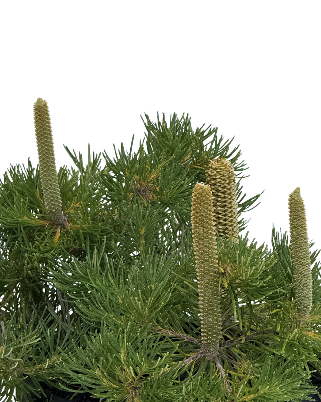 Banksia Birthday Candles - Image 2