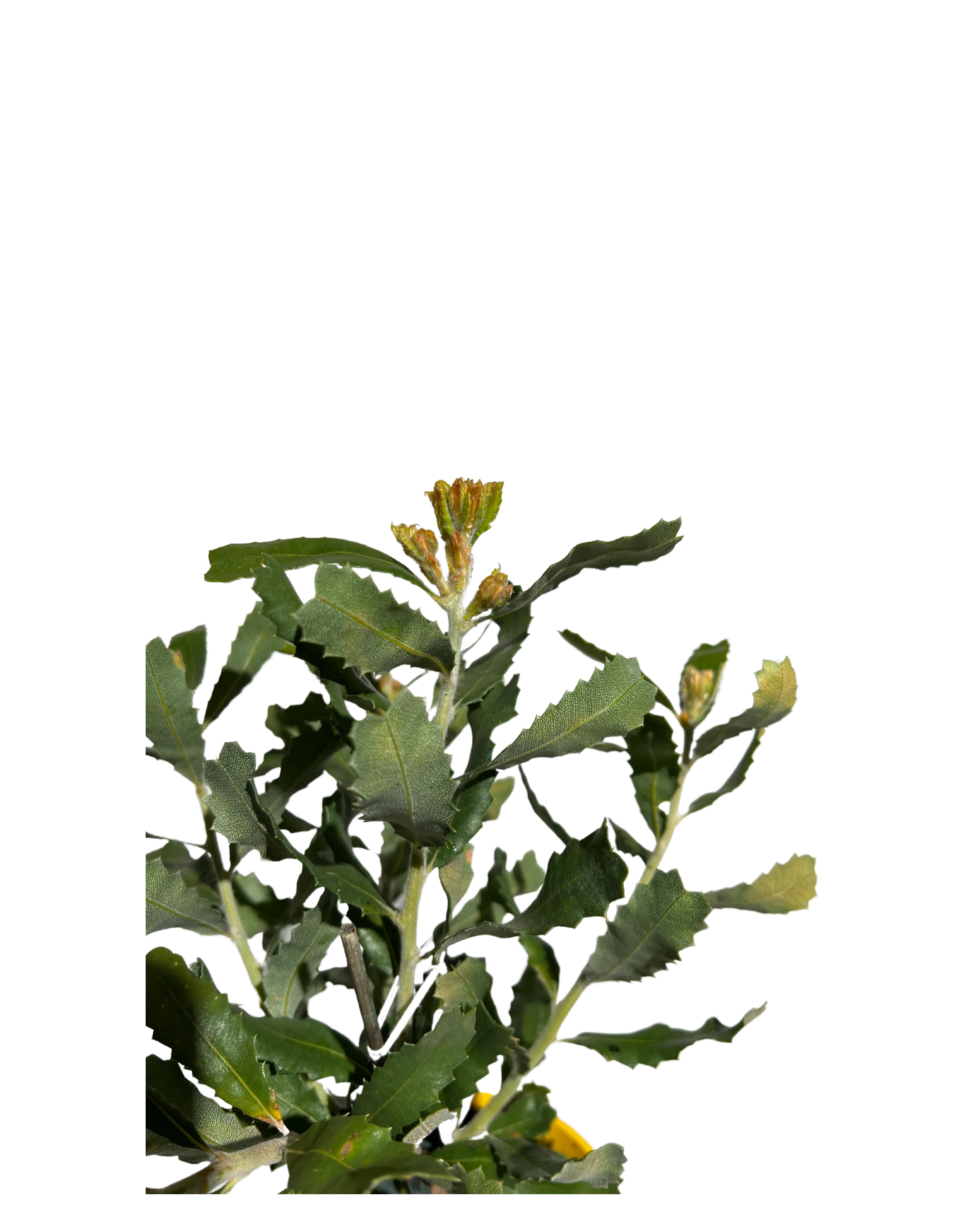 Banksia Sceptrum - Image 3
