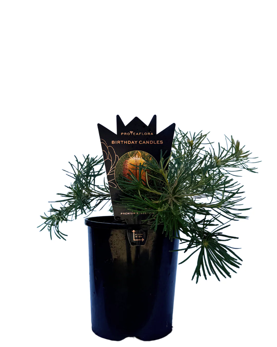 Banksia Spinulosa Birthday Candles