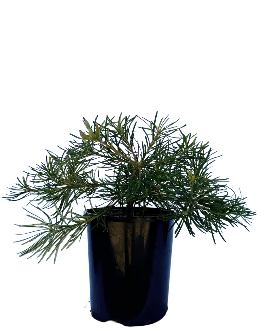 Banksia Spinulosa Birthday Candles - Image 2