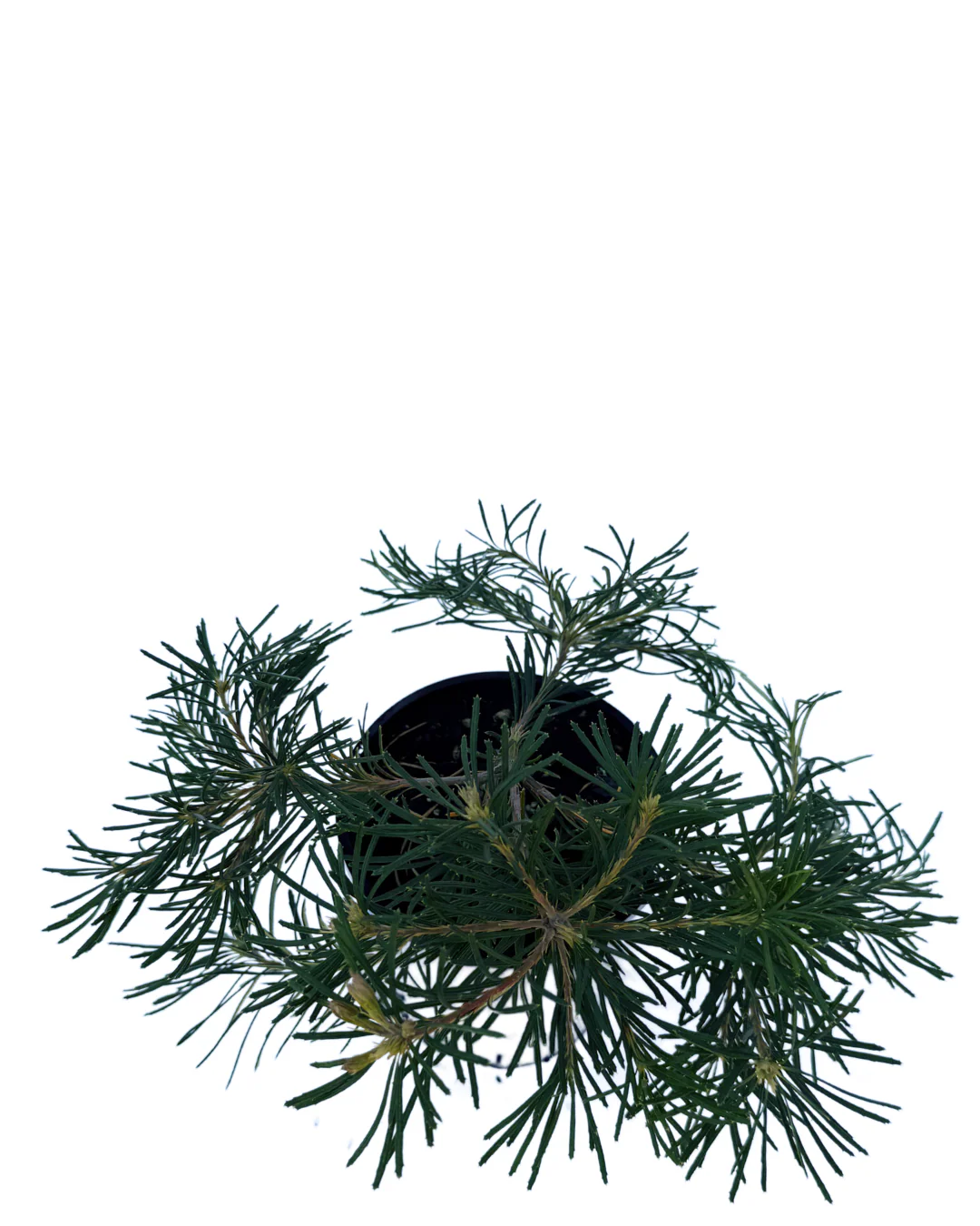 Banksia Spinulosa Birthday Candles - Image 3