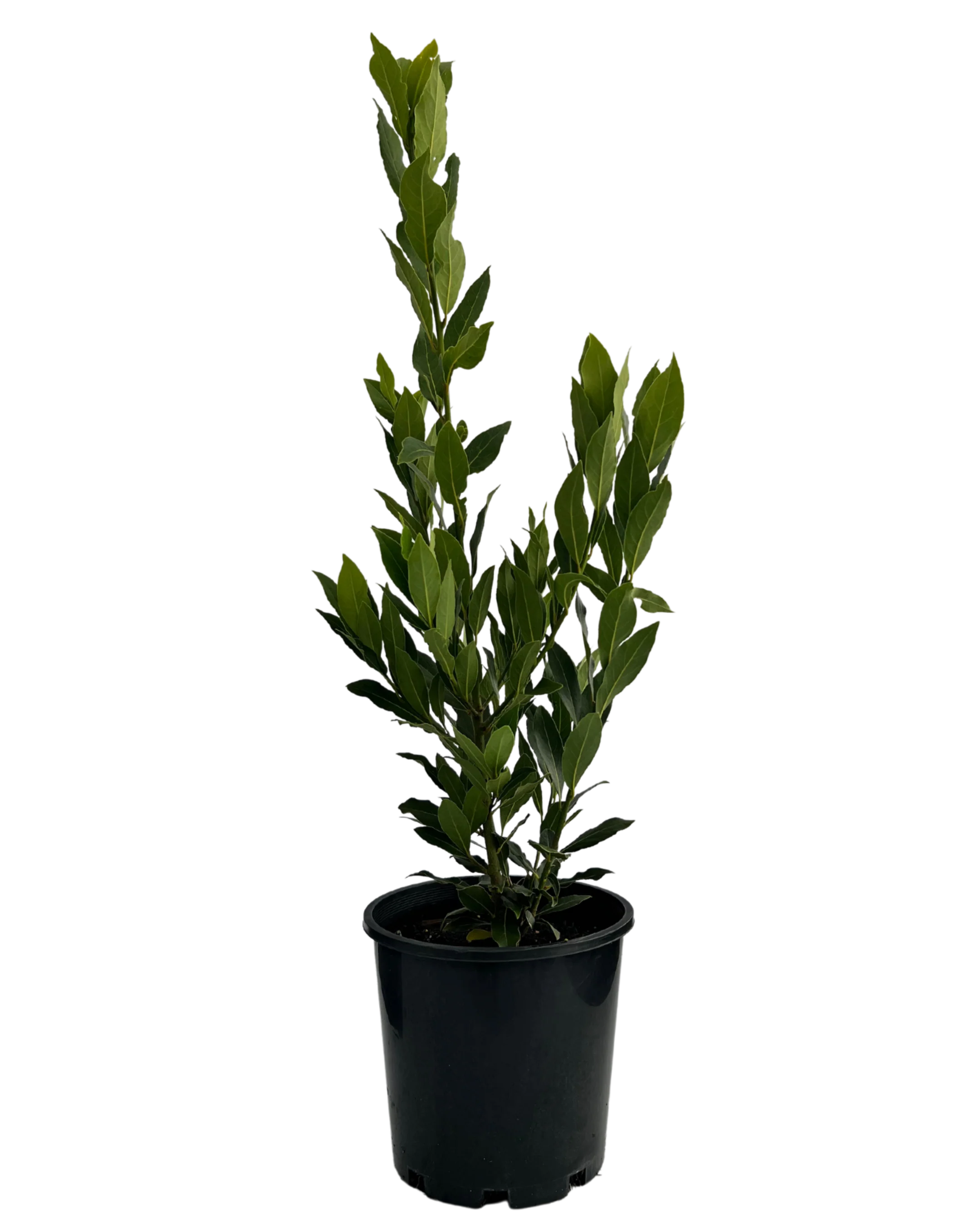 Bay Tree - Laurus Nobilis Miles Choice
