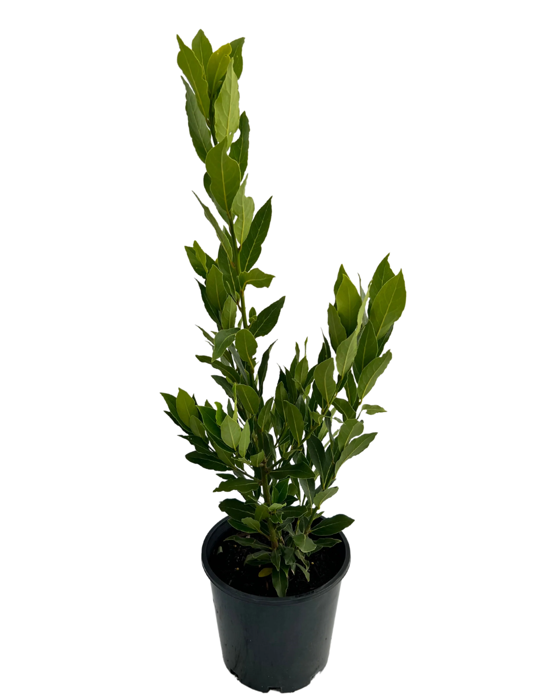 Bay Tree - Laurus Nobilis Miles Choice - Image 2