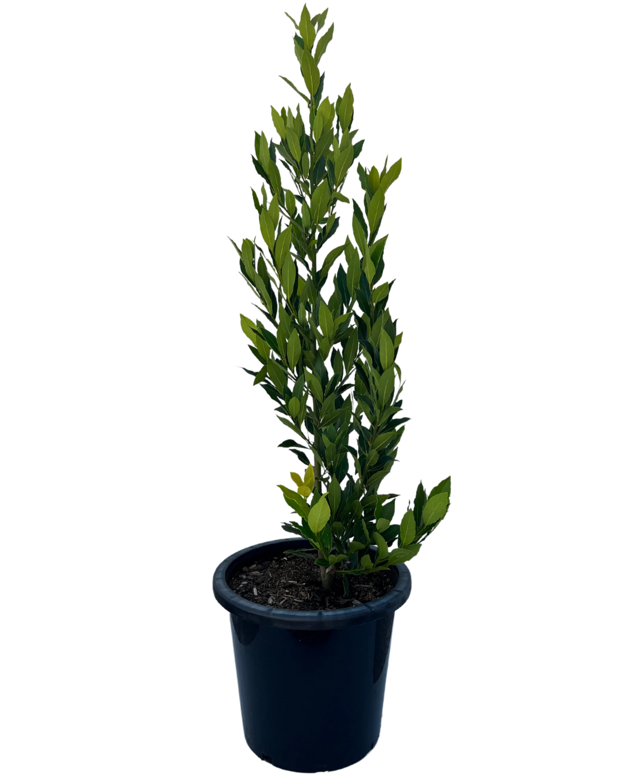 Bay Tree - Laurus Nobilis Miles Choice