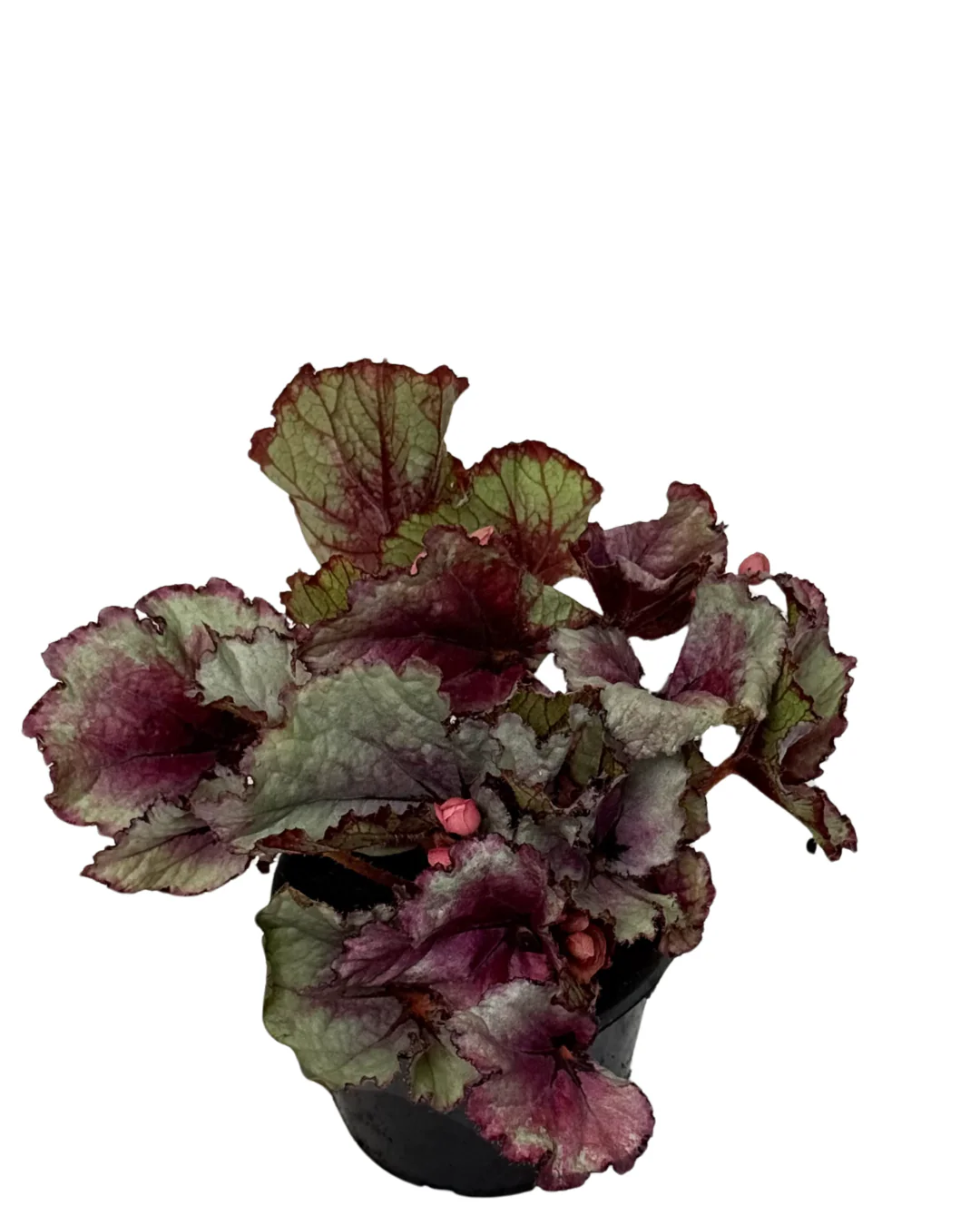 Begonia Dragon Wings - Image 2