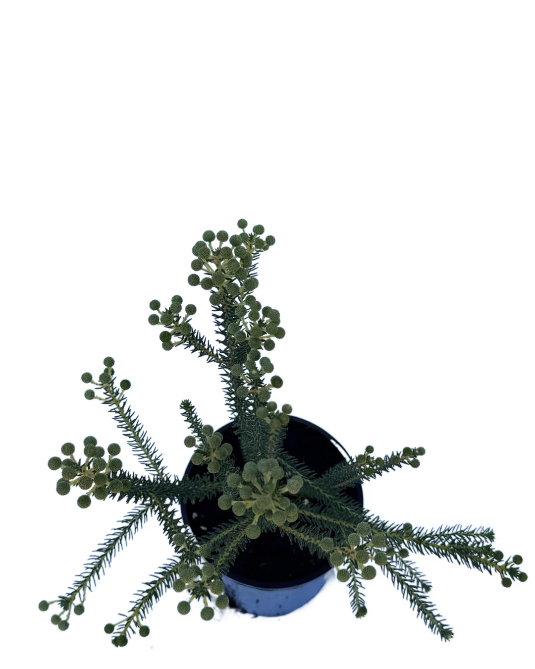 Berzelia Rubra Buttonbush Rose - Image 3