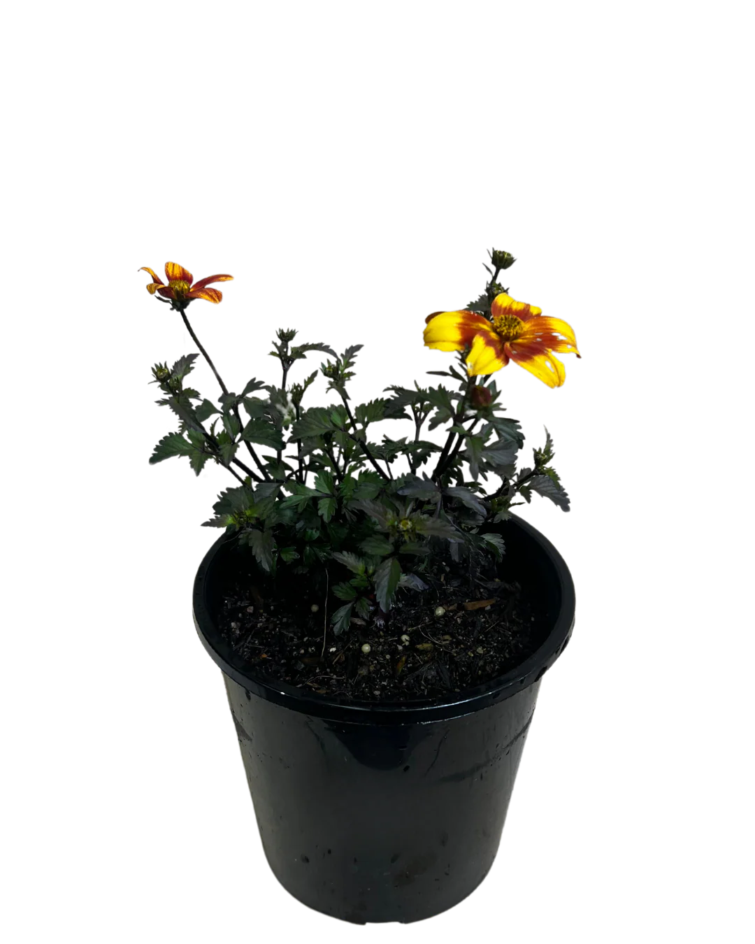 Bidens Bee Alive - Image 2
