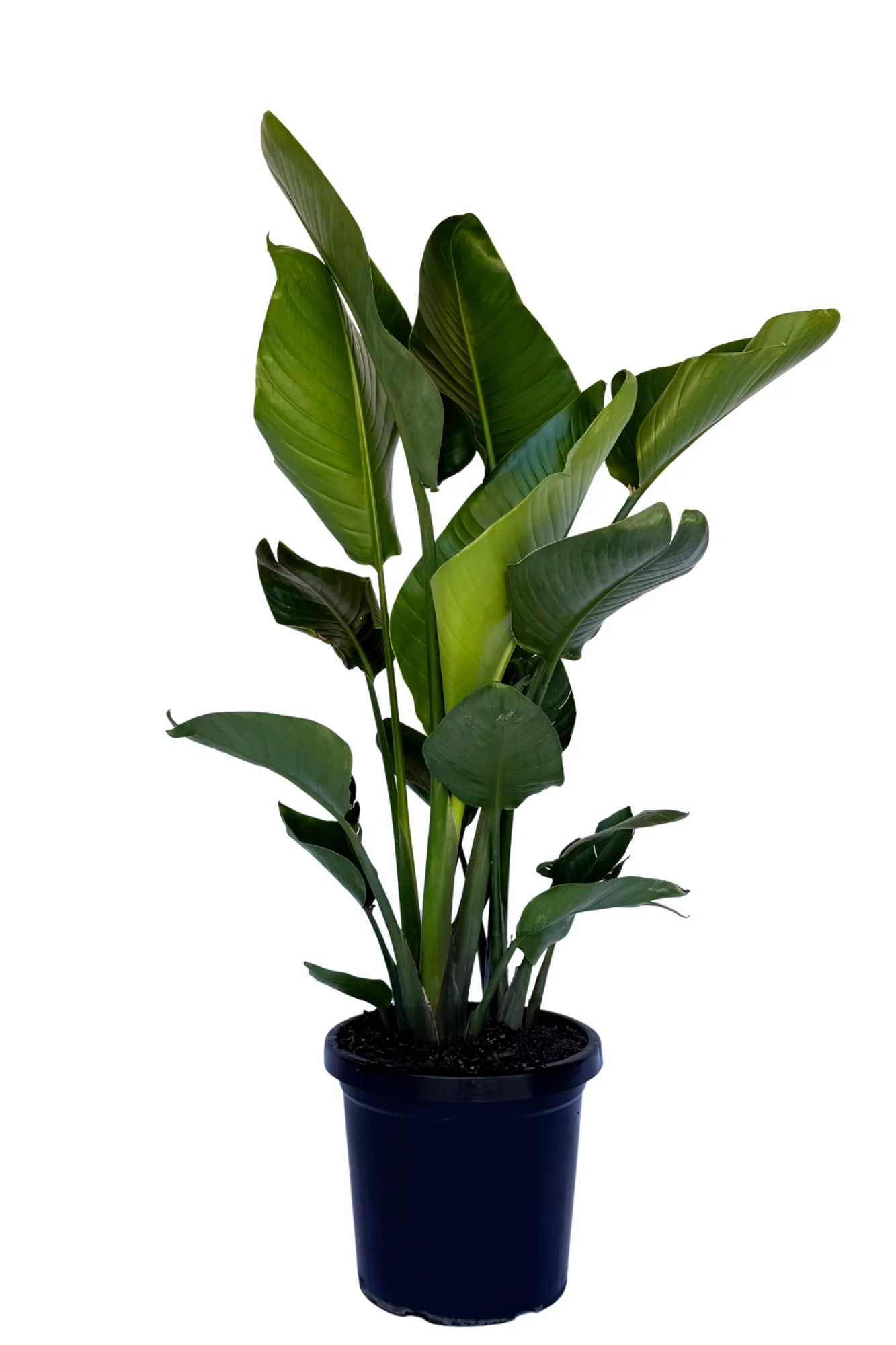 Strelitzia Nicolai