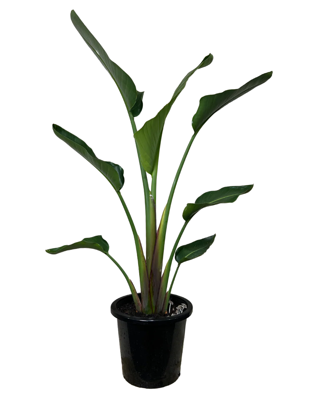 Strelitzia Nicolai