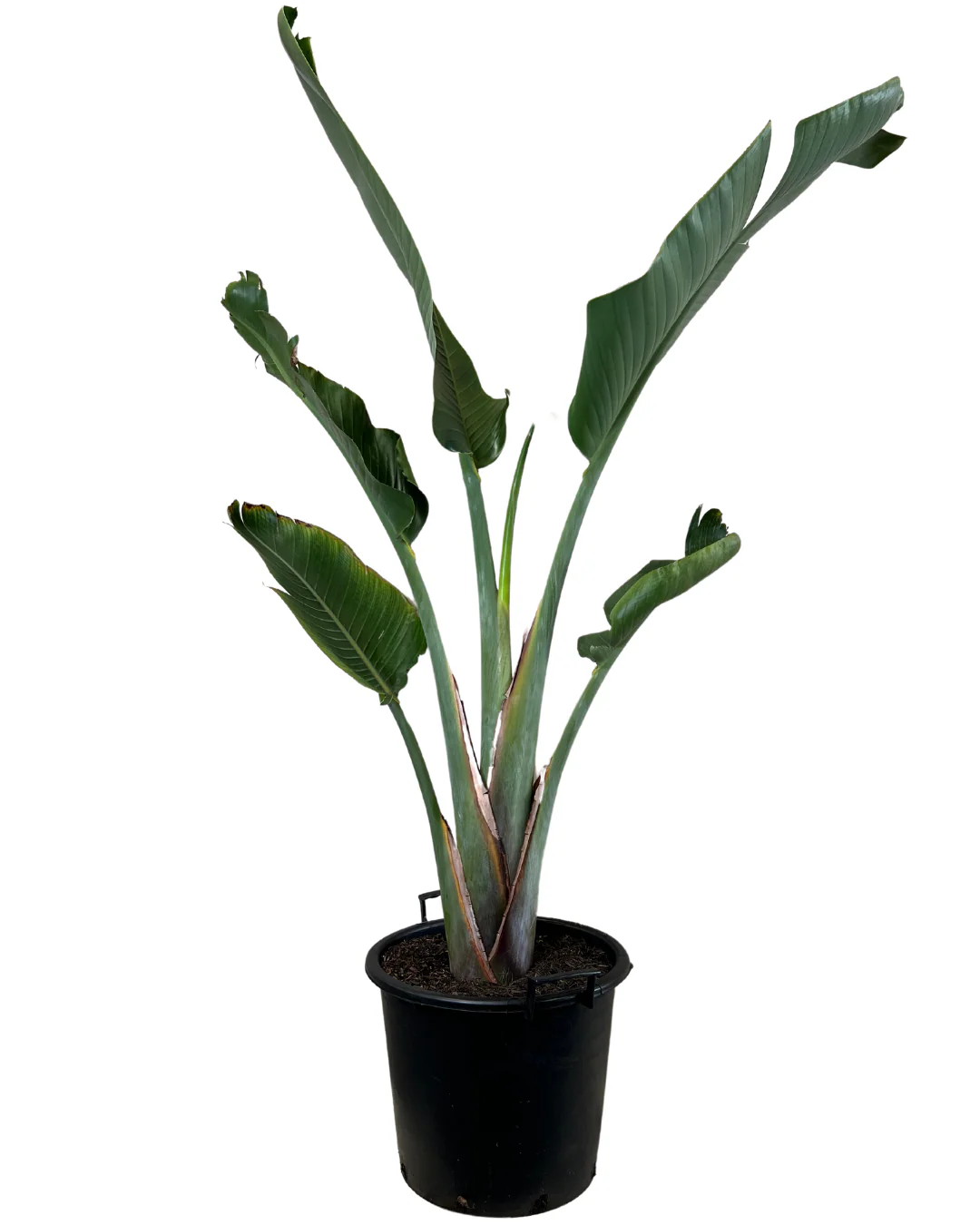 Strelitzia Nicolai