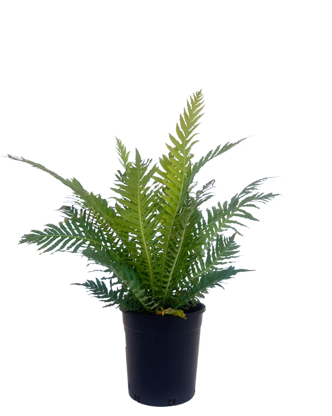 Blechnum Silver Lady
