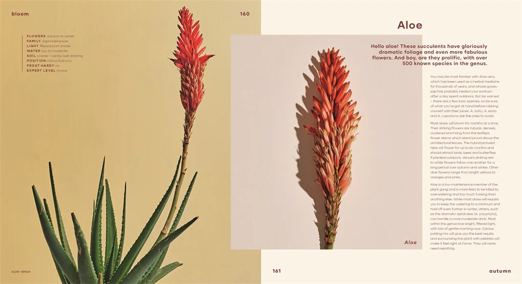 Bloom - Image 3