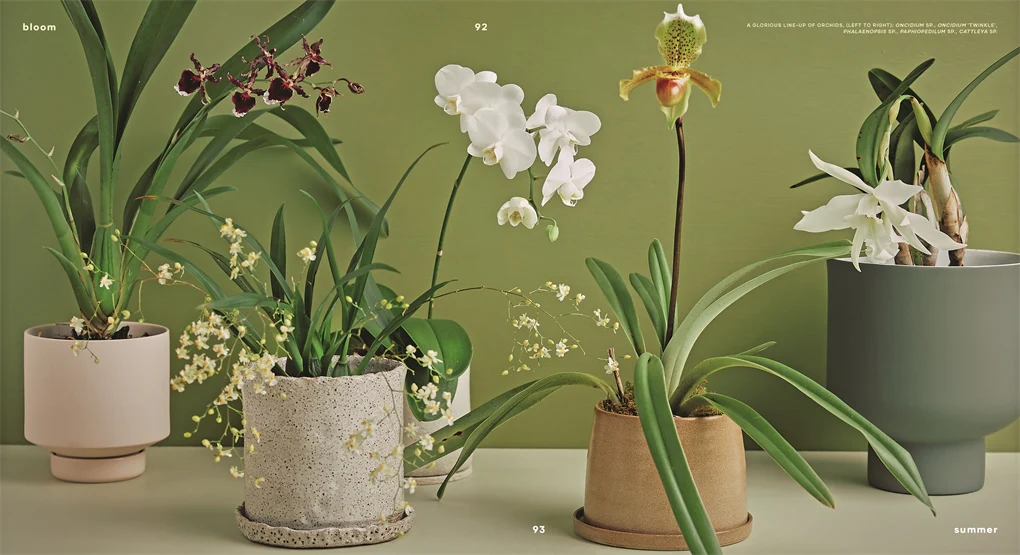 Bloom - Image 4