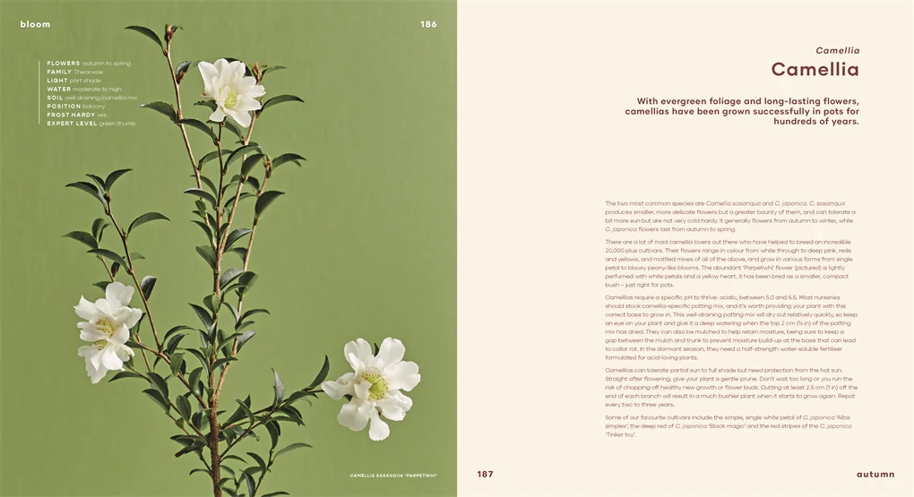 Bloom - Image 6