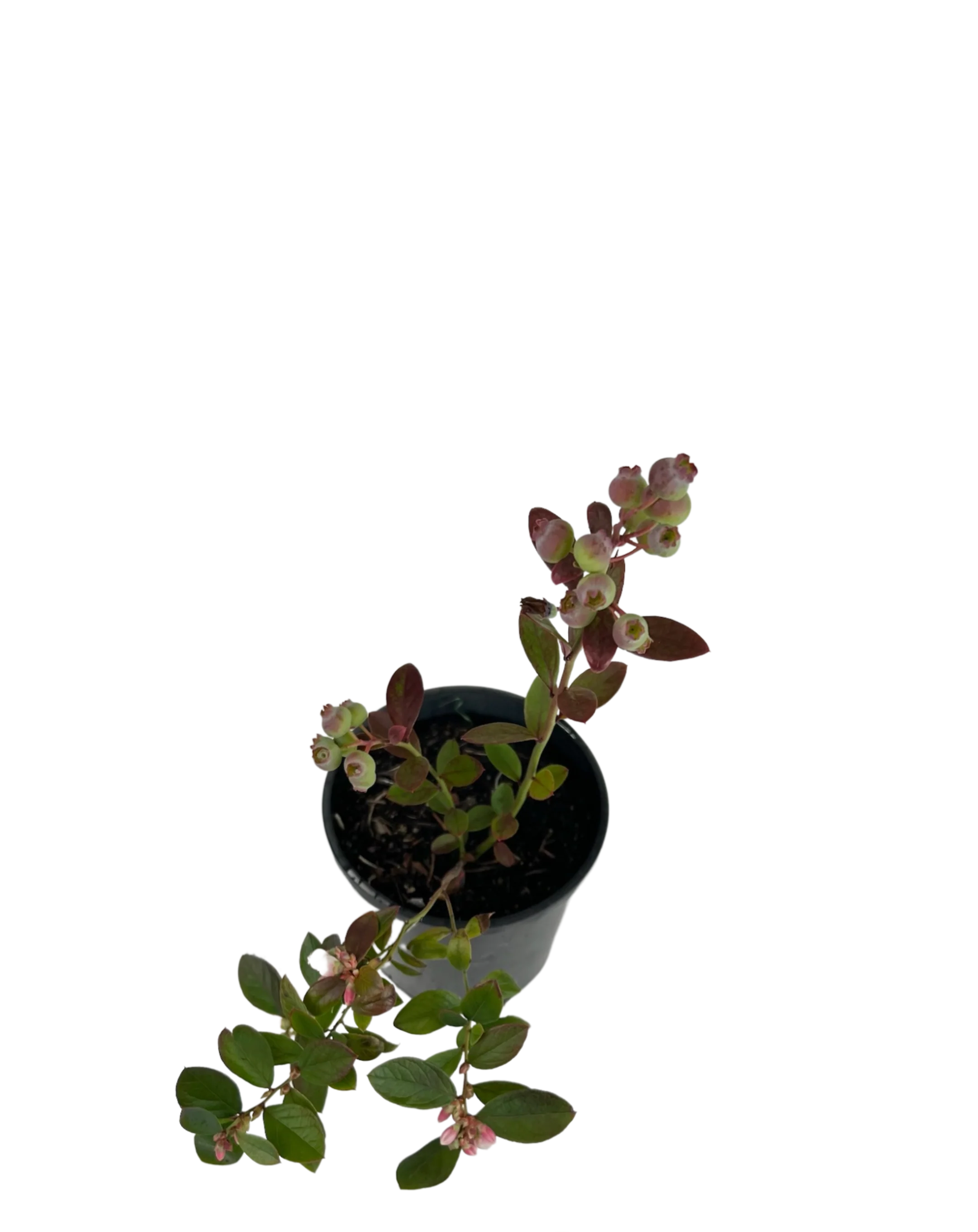 Blueberry - Sunshine Blue - Image 2