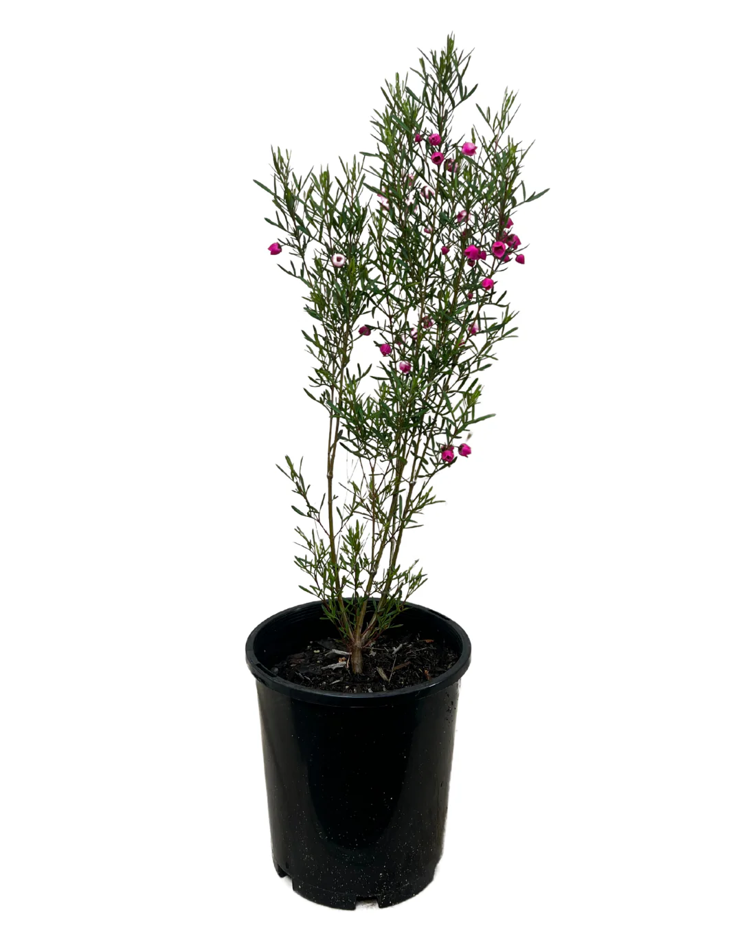 Boronia Heterophylla Red - Image 2