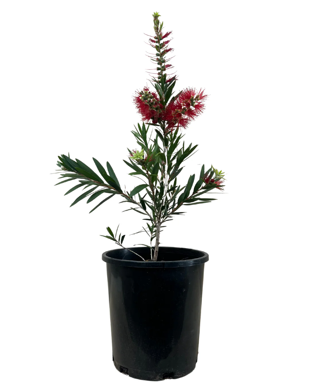 Callistemon Macarthur