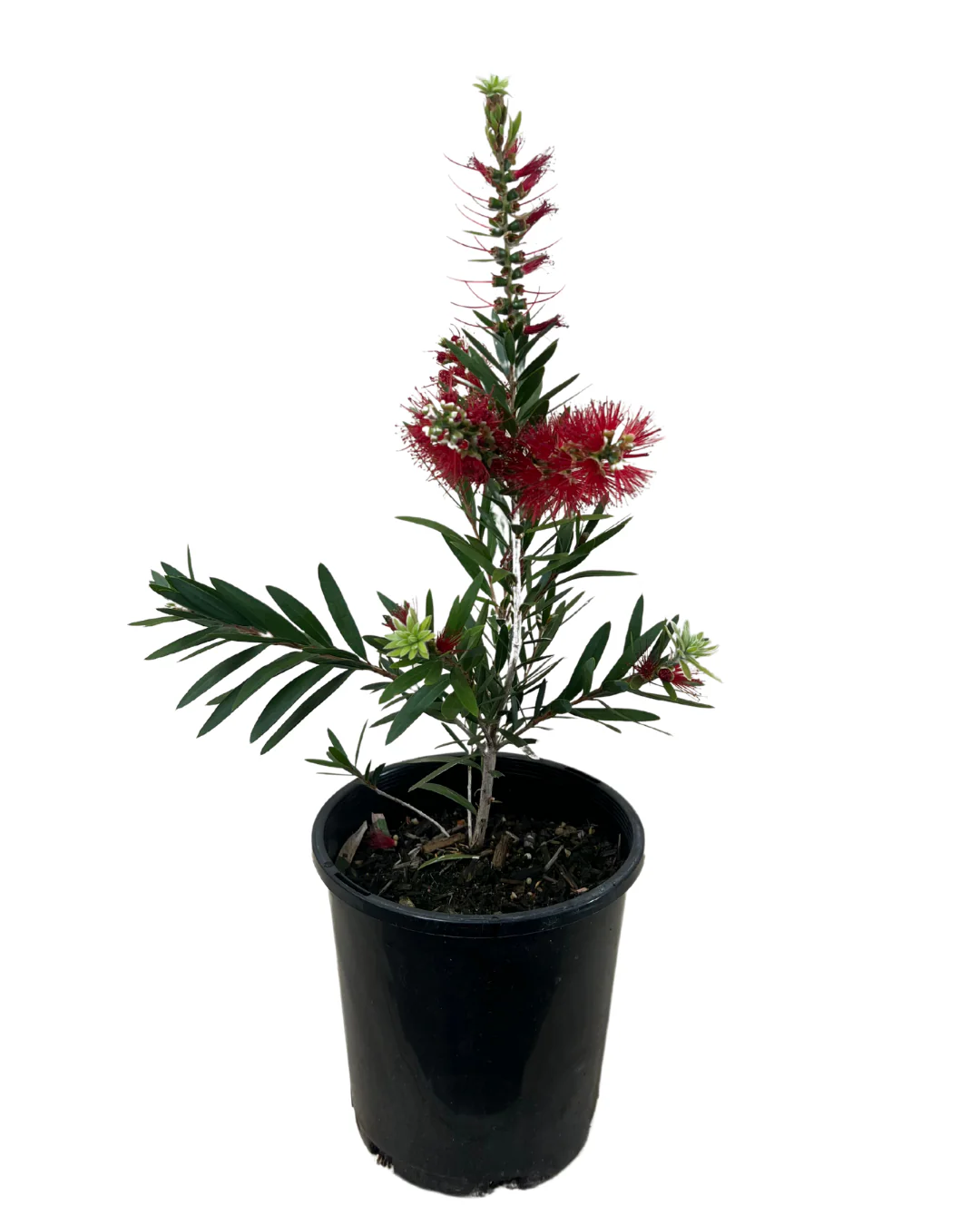 Callistemon Macarthur - Image 2