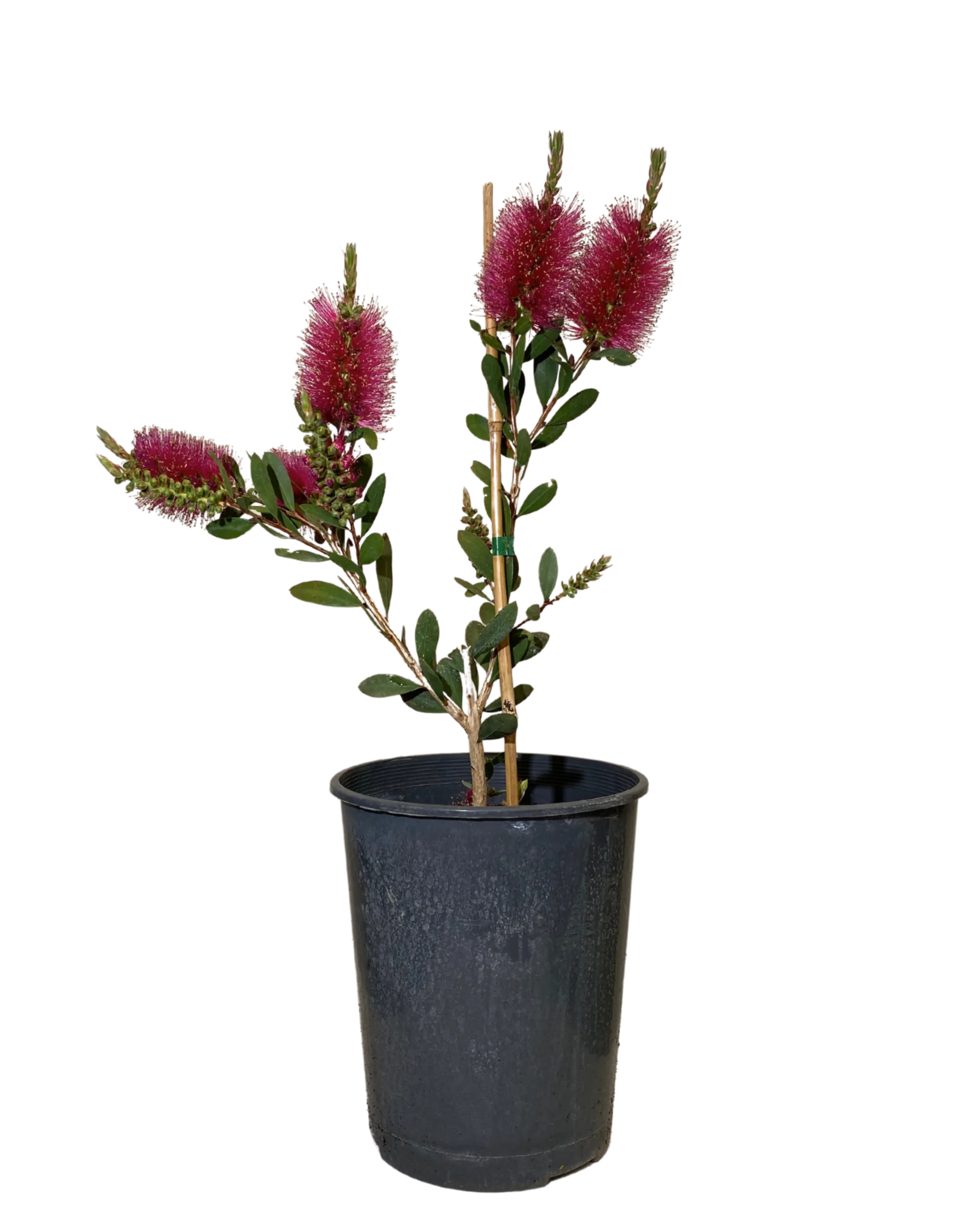 Callistemon Pallidus x Cittinus Hot Pink