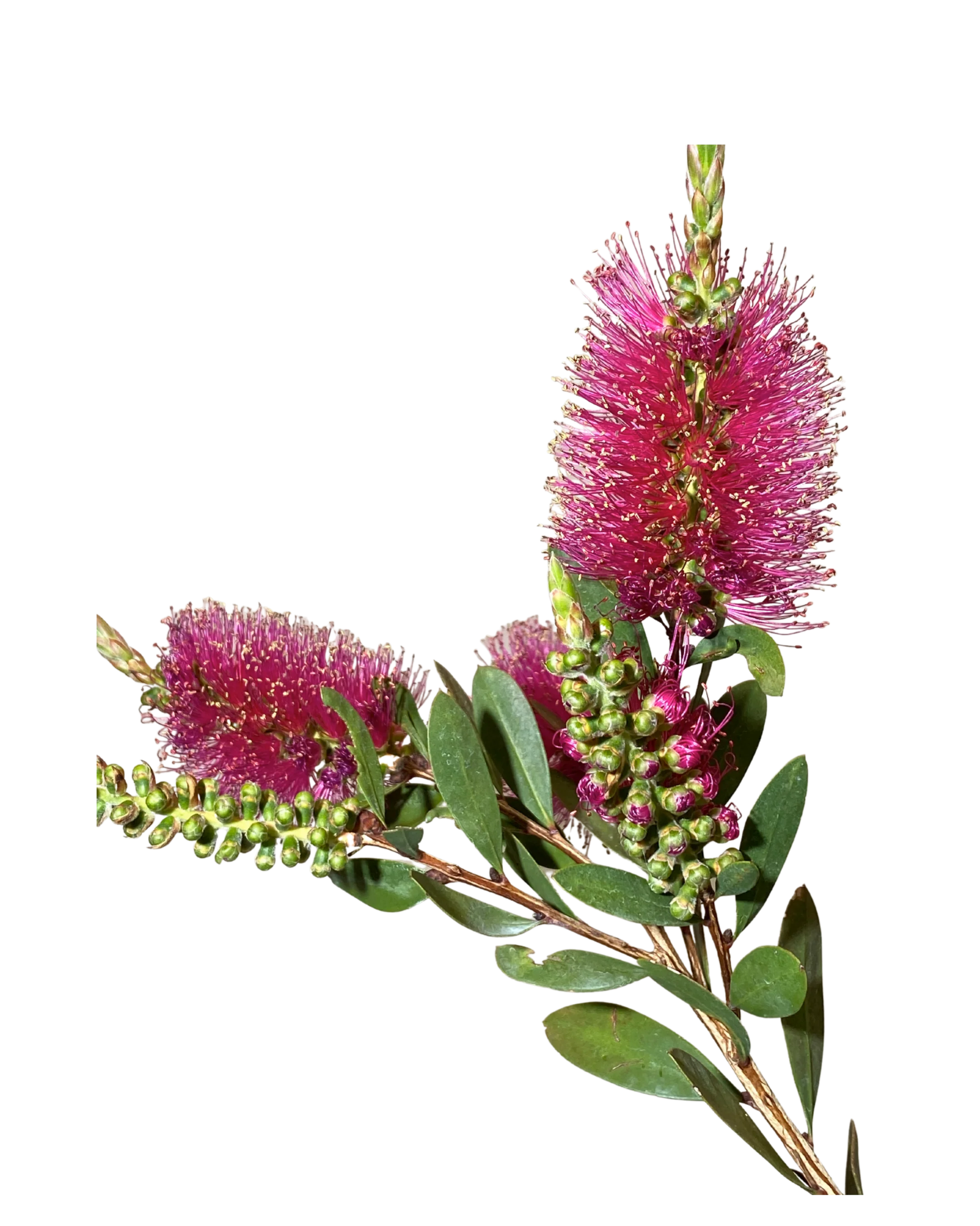 Callistemon Pallidus x Cittinus Hot Pink - Image 2
