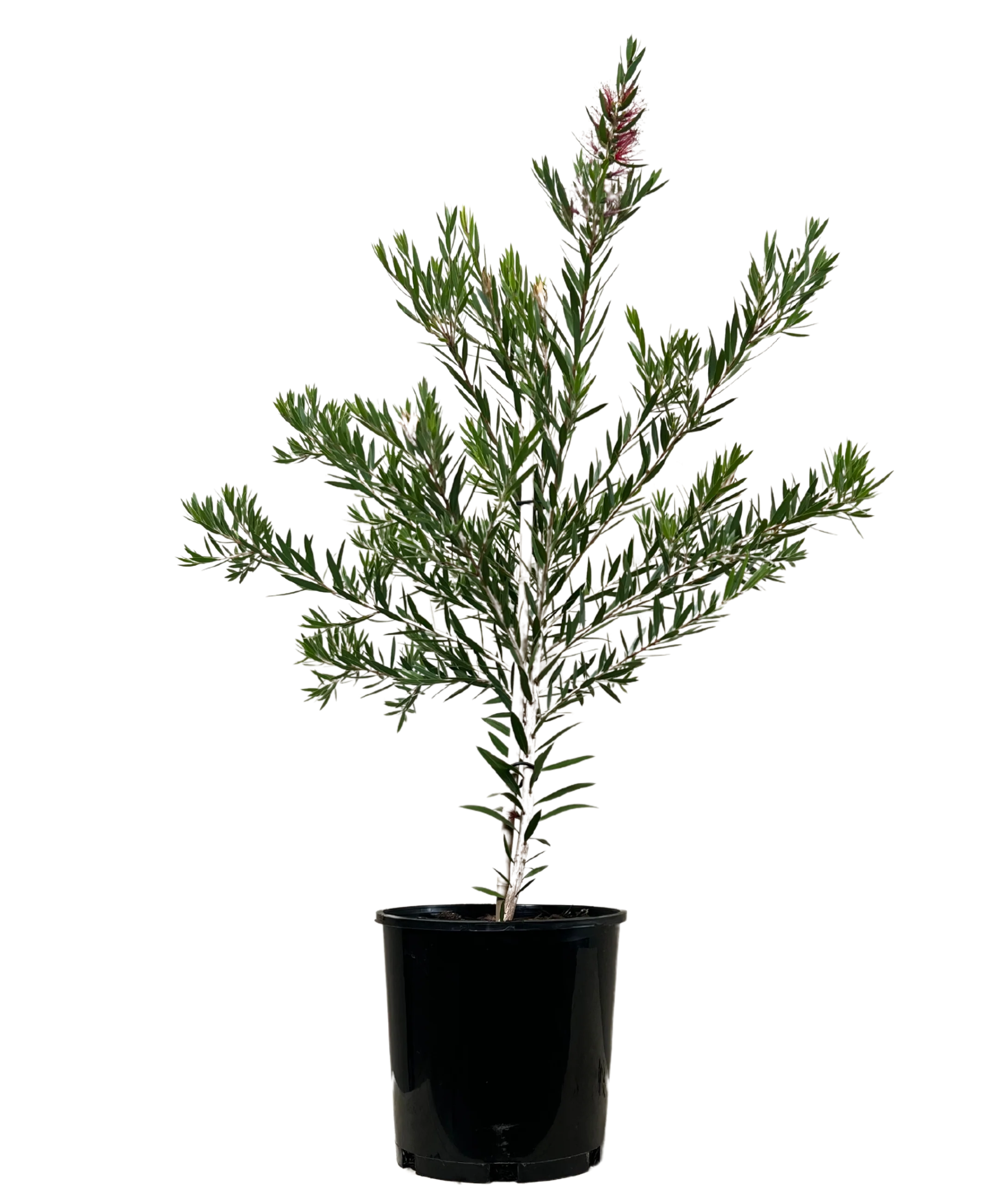 Callistemon Viminalis Slim