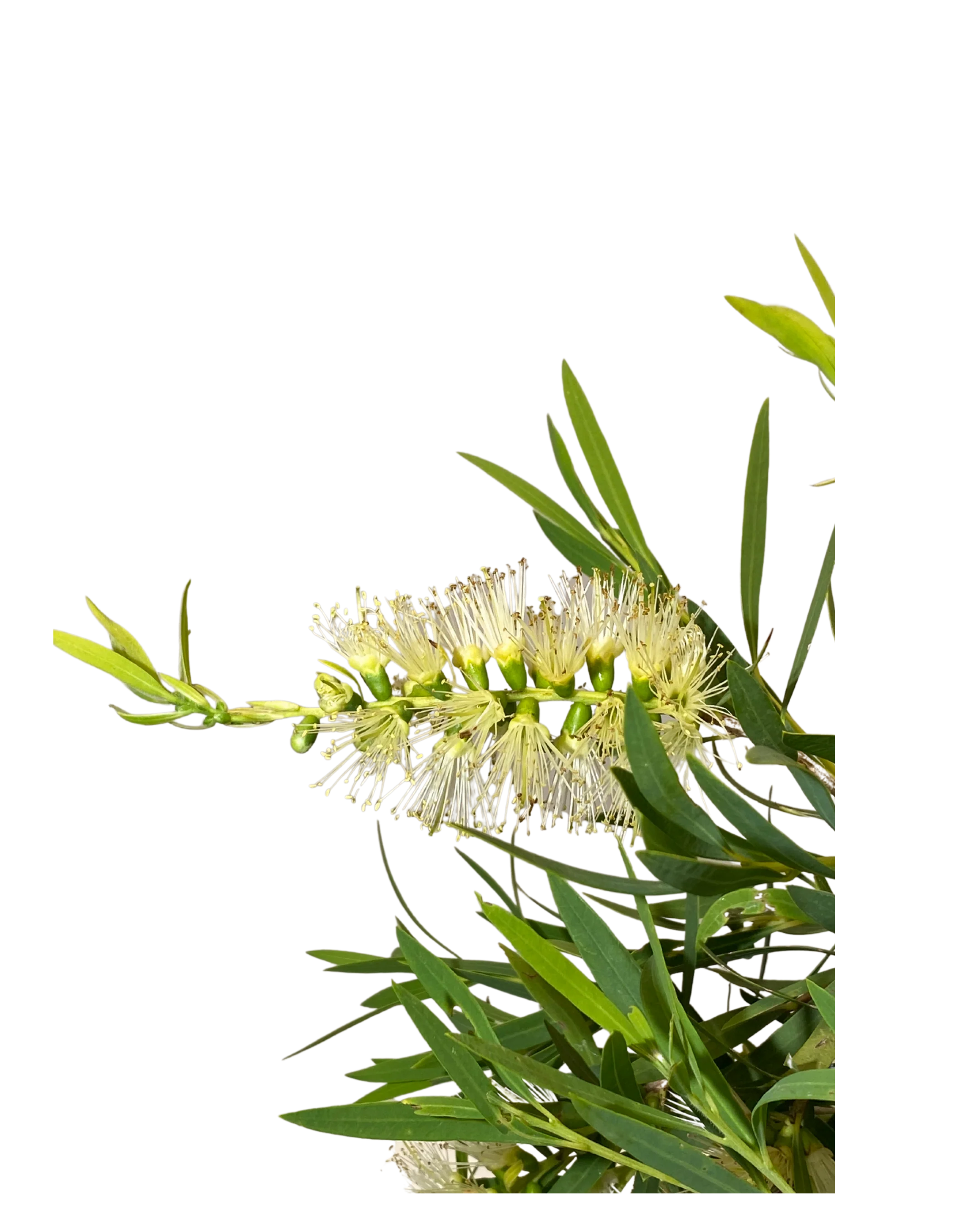 Callistemon Viminalis Wilderness White - Image 2