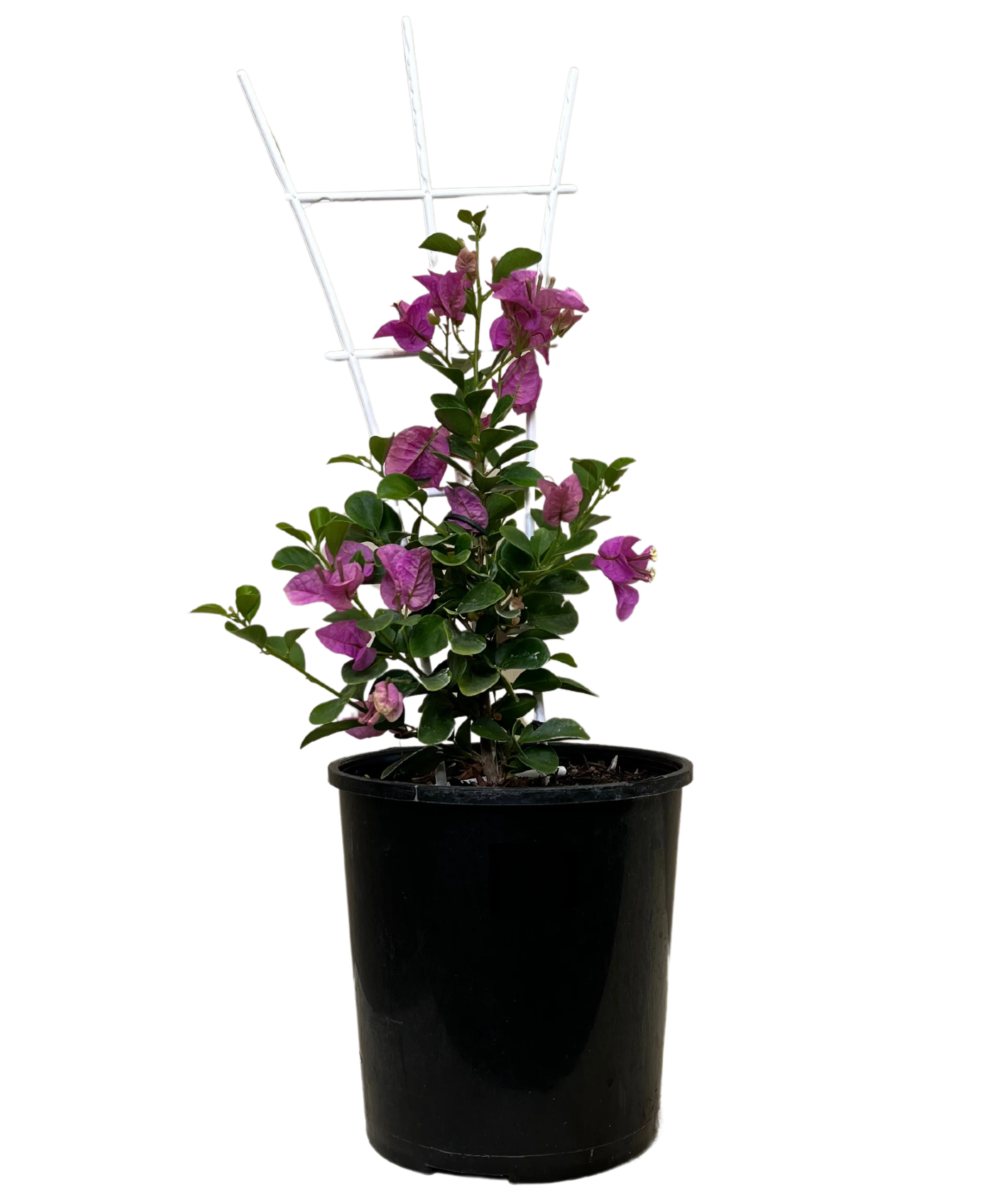 Bougainvillea Bambino Mimipur
