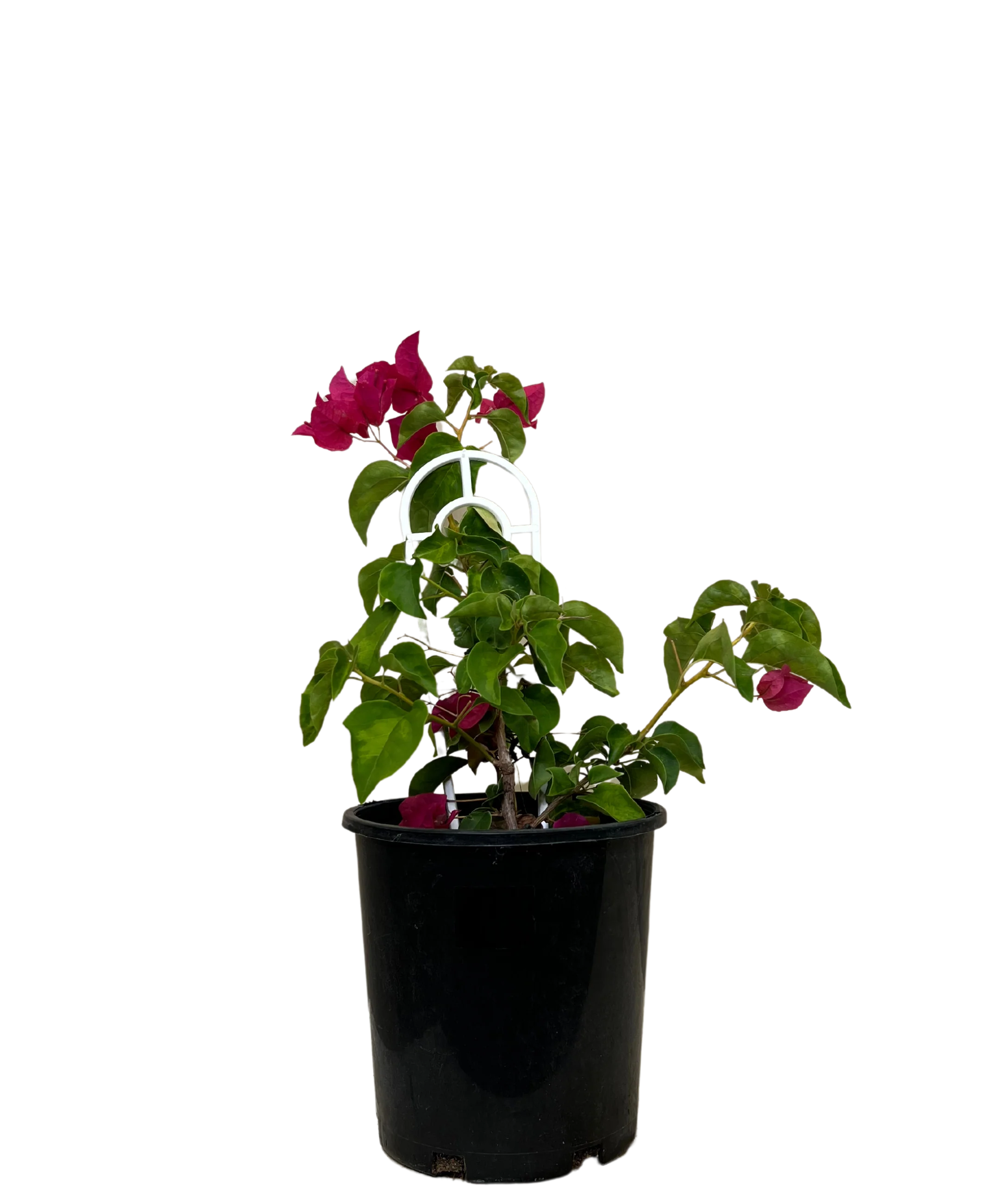 Bougainvillea Bambino Jazzi