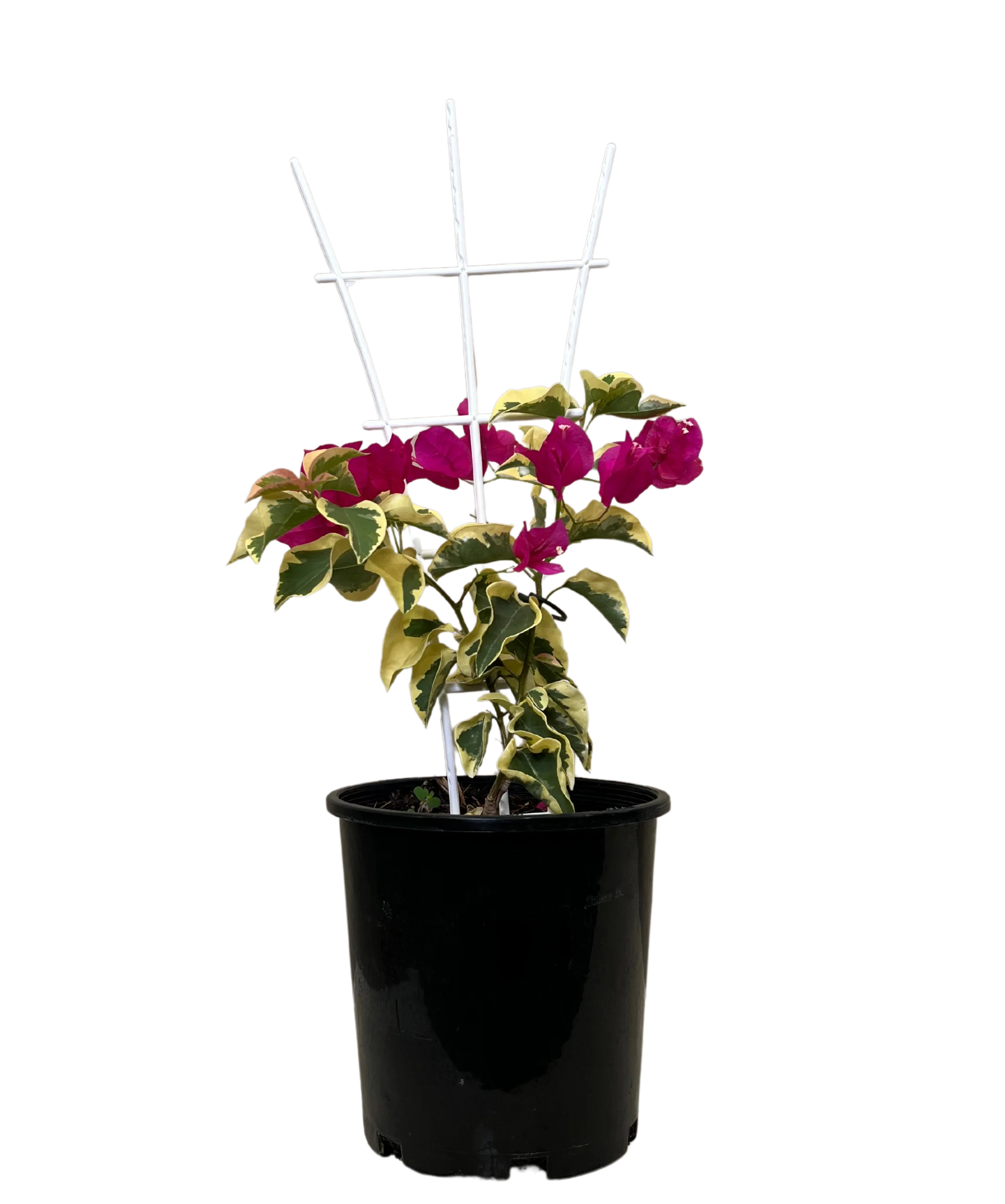 Bougainvillea Bambino Jezebel